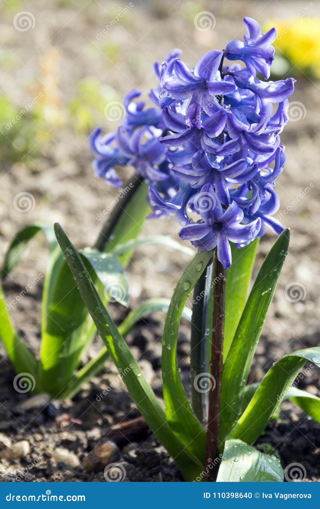 Las Plantas Azules De Hyacinthus, Primavera Con Bulbo Florecen En La  Floración Con Los Brotes Y Las Hojas Foto de archivo - Imagen de temprano,  suciedad: 110398640