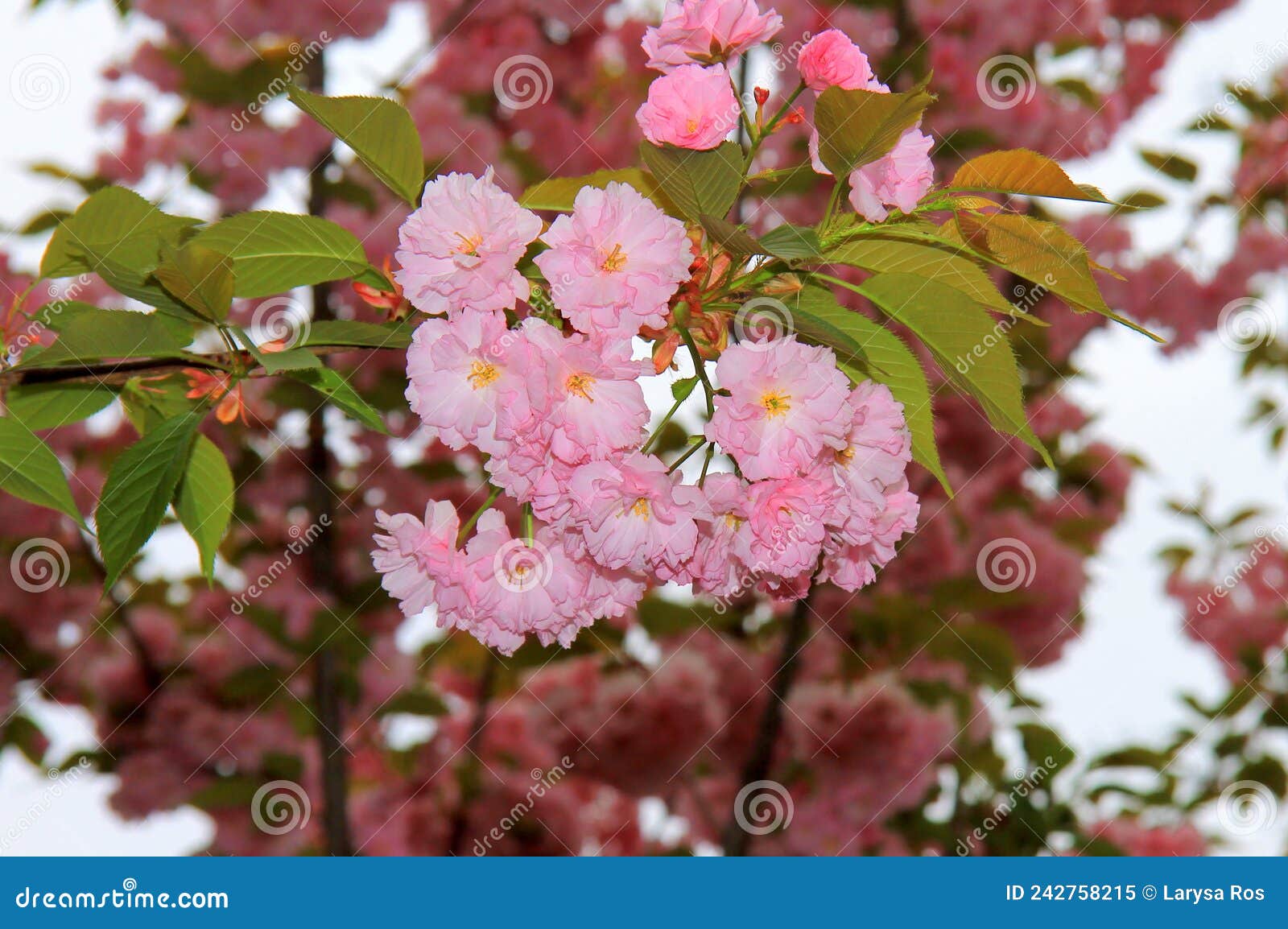 Las Primeras Flores Y Hojas Del Cerezo Japonés Sakura Flor En El Jardín.  Brote En Primavera En El Día De La Madre De Las Mujeres. Imagen de archivo  - Imagen de travieso,