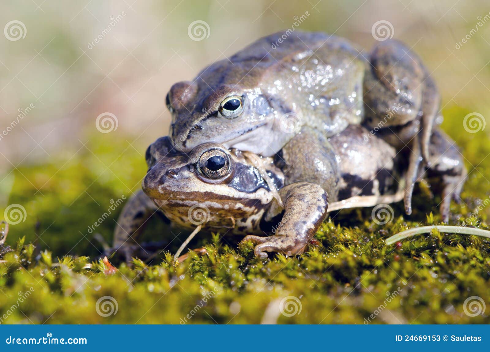 Las Ranas Hacen El Amor Tiempo De Acoplamiento De La Rana En