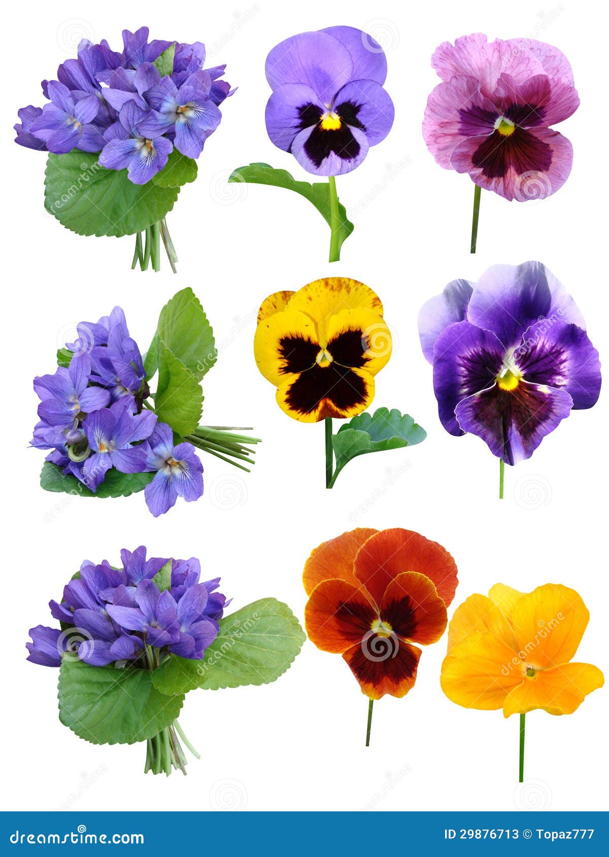 Flores De Las Violetas De Pensamientos Imagen de archivo - Imagen de flor,  verde: 29876713