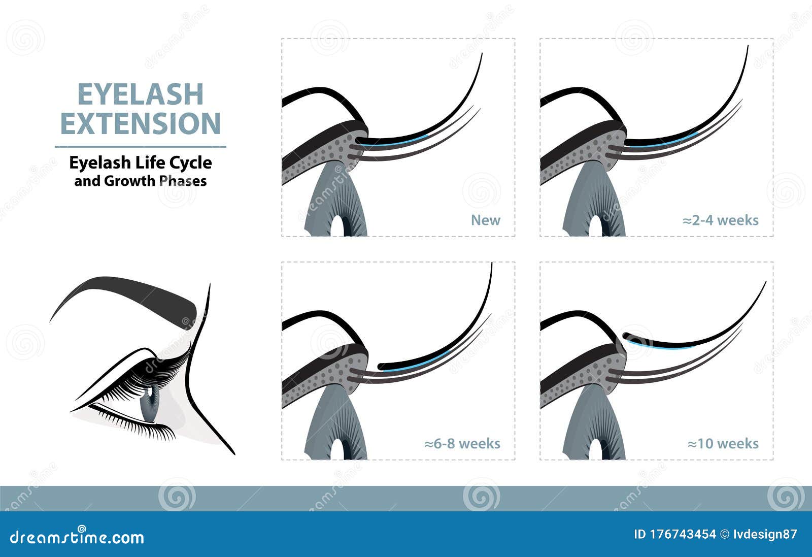 lash extension life cycle. how long do eyelash extensions stay on. side view. infographic 