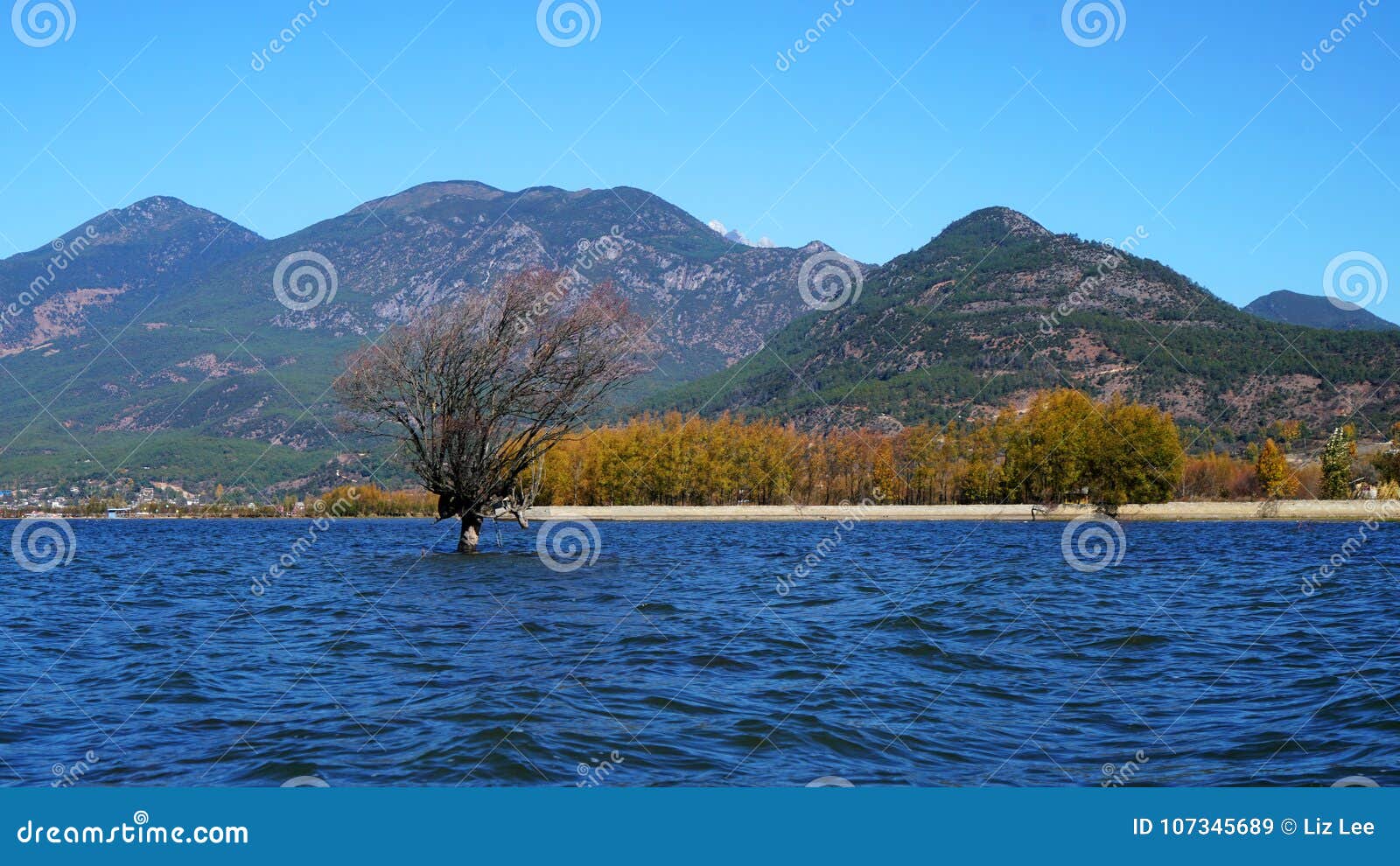 lake in autumn with golden trees