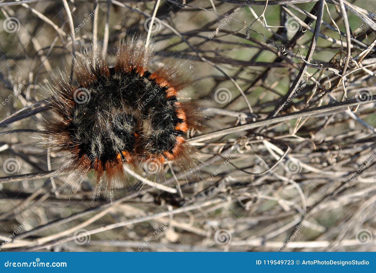 lasiocampidae caterpillar laying on the branch