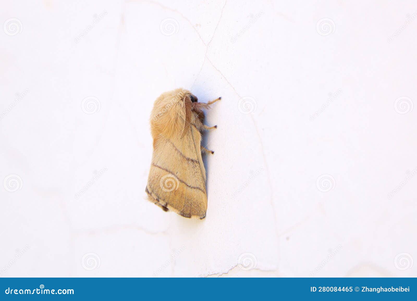 lasiocampidae moth