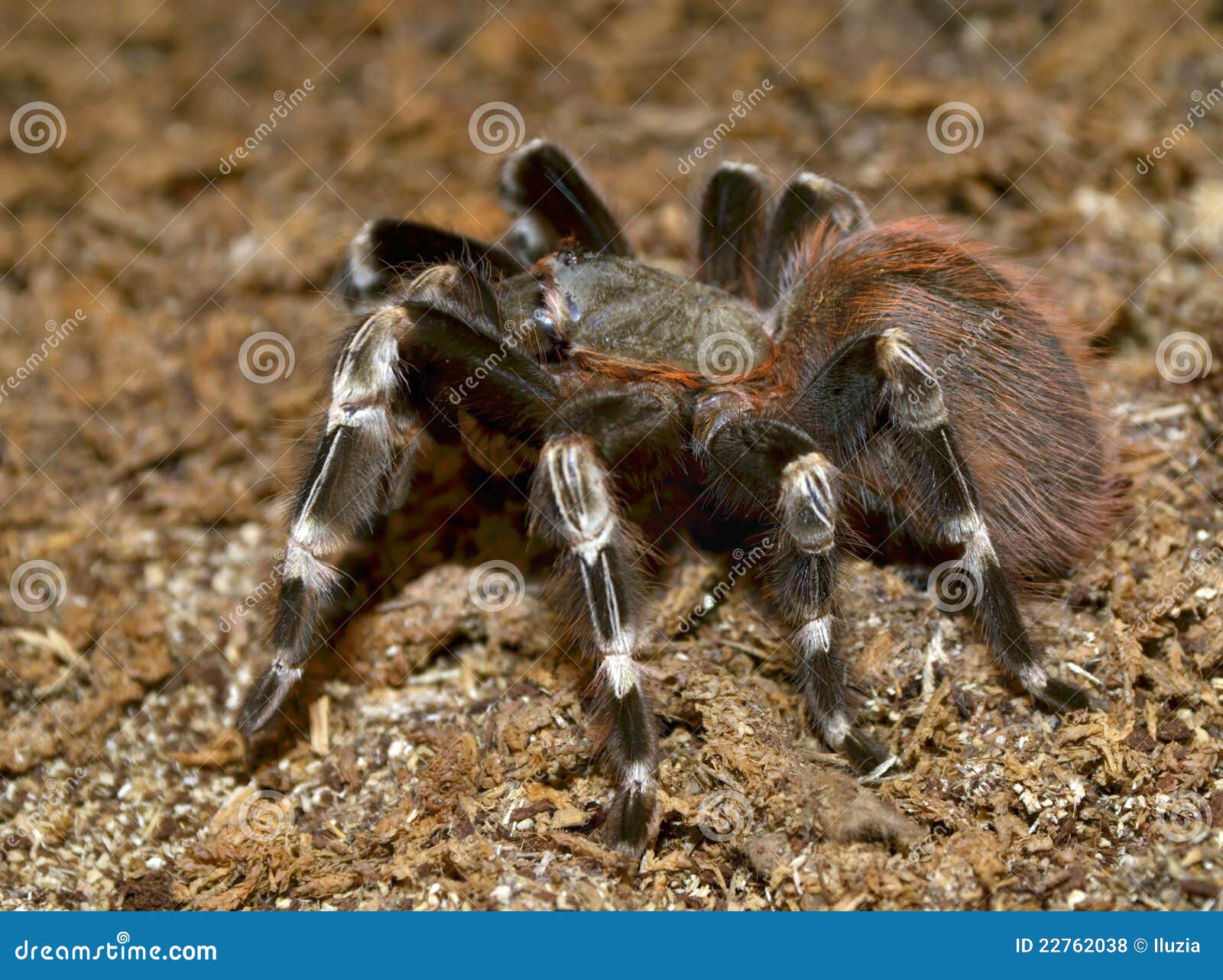 Lasiodora Parahybana, Brazilian Ptitseyad Pink is Stock Photo - Image ...