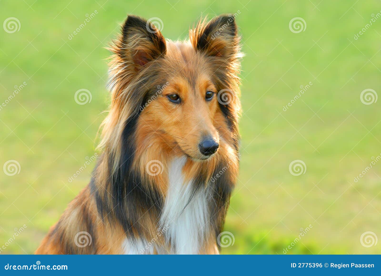 Lassie dogs hi-res stock photography and images - Alamy