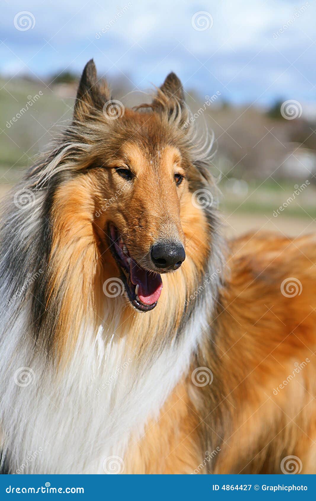 Lassie dog stock image. Image of mouth, furry, drool, whiskers - 4864427