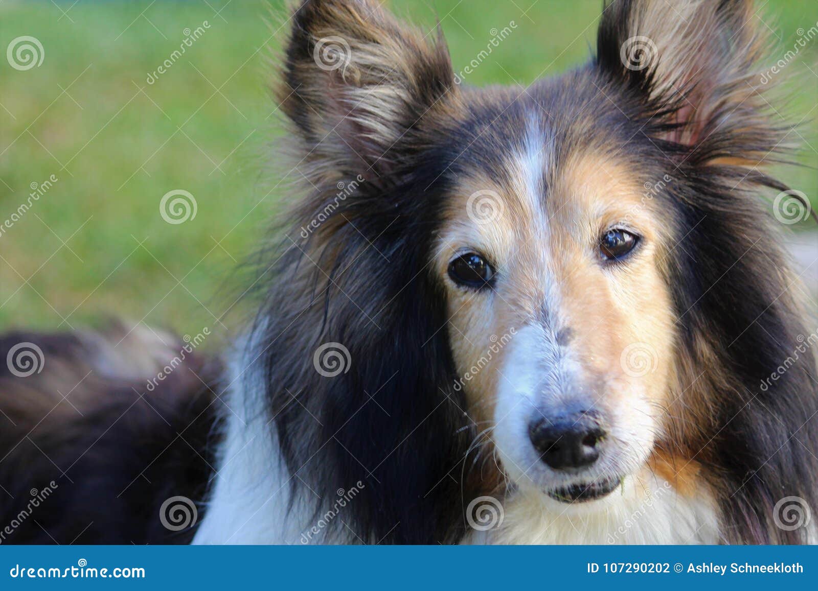 Lassie dog sitting stock image. Image of female, dogs - 70737099