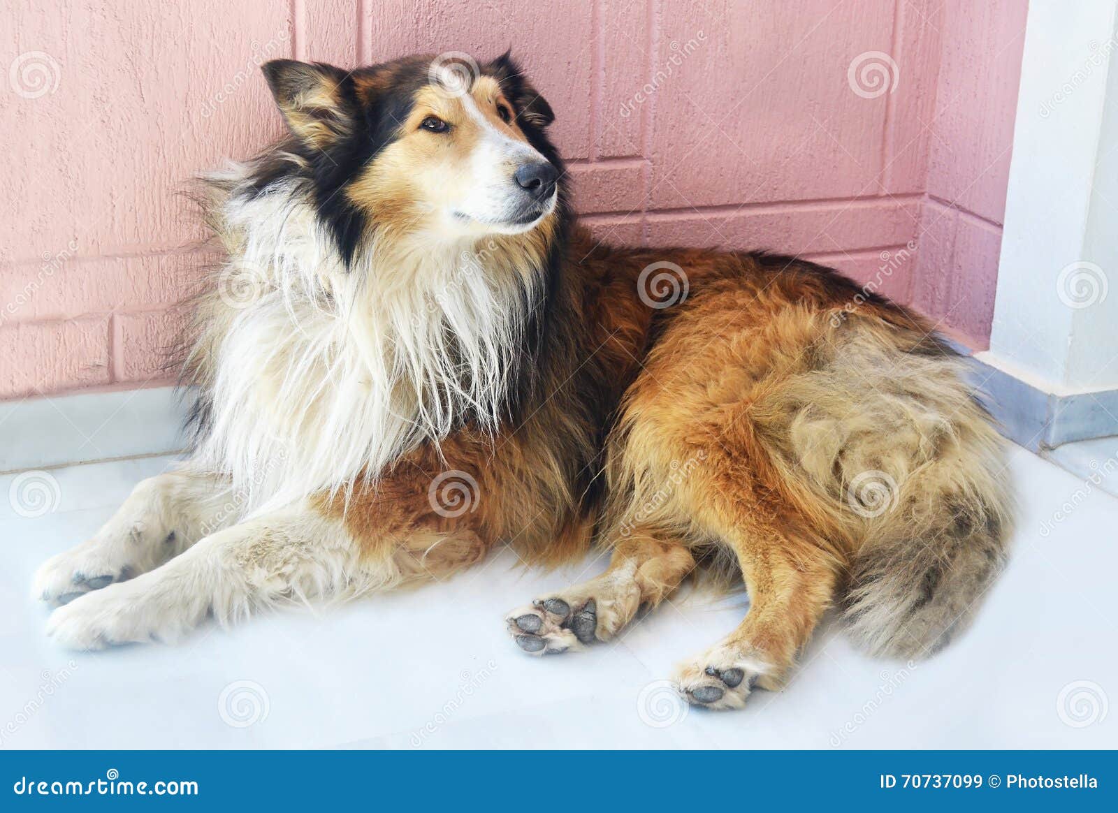 Lassie dog sitting stock image. Image of female, dogs - 70737099