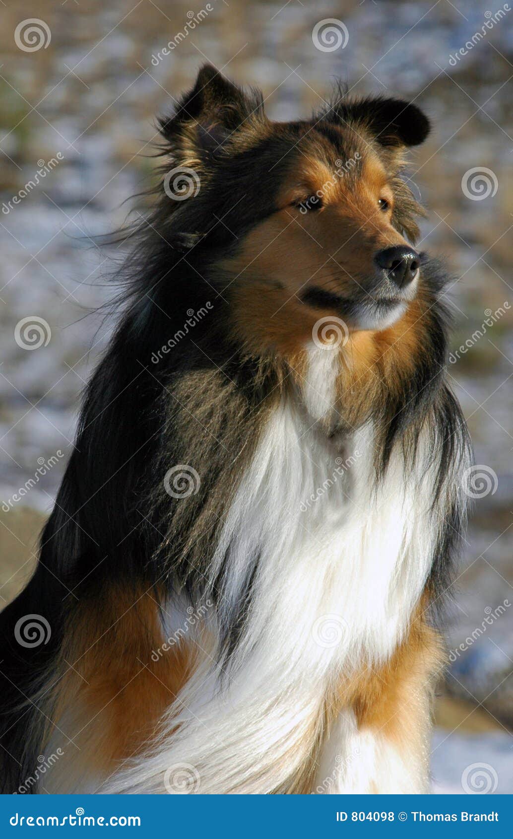 Lassie dog sitting stock image. Image of female, dogs - 70737099