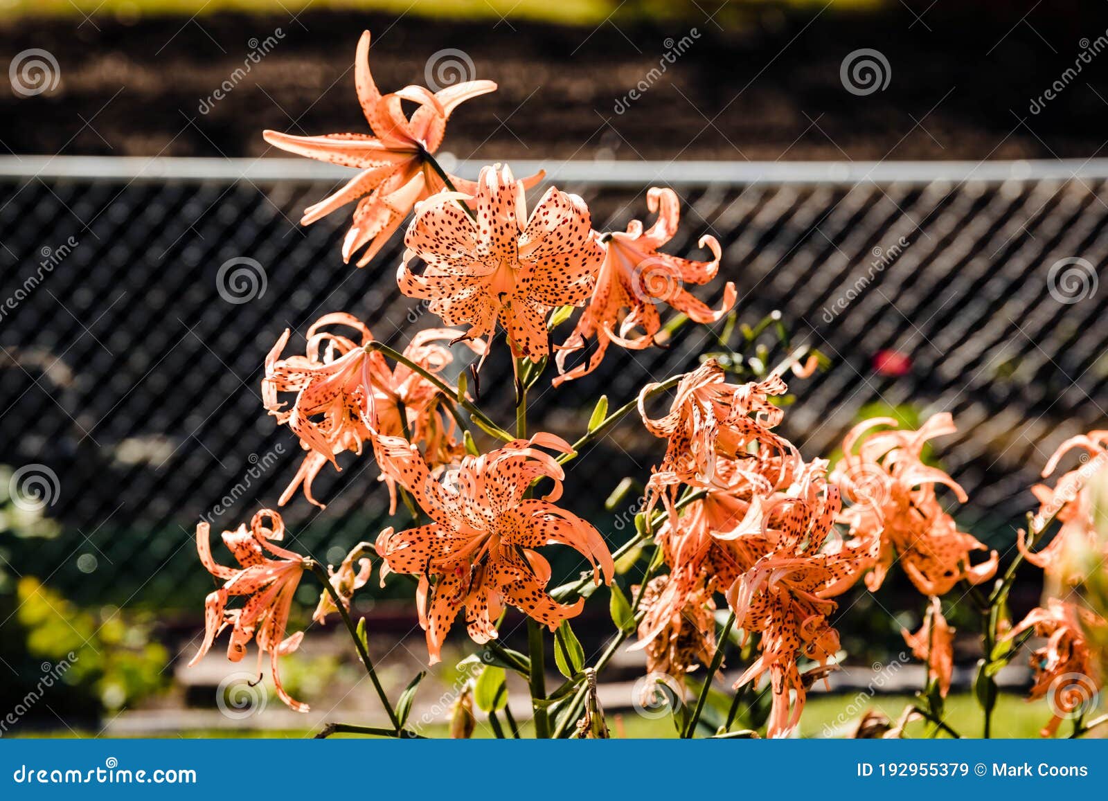 The Last of the Double Tiger Lily Blooms and Still Looking Good Stock