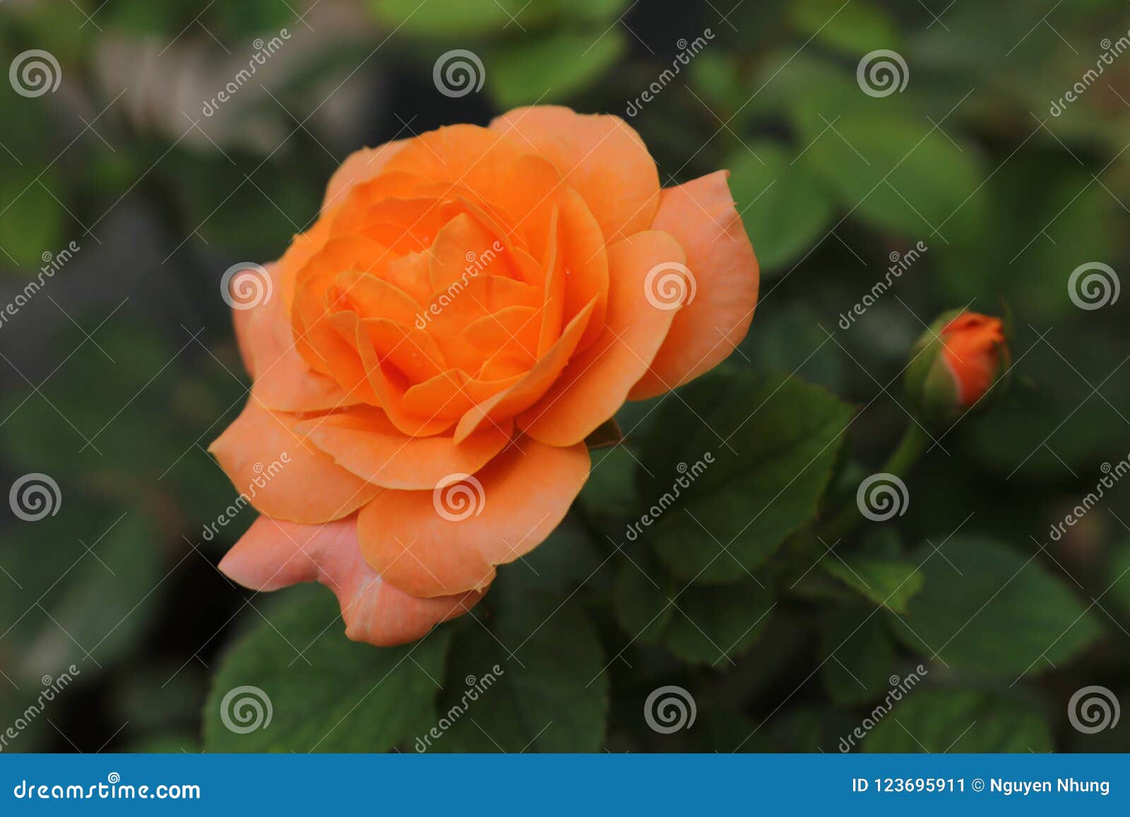 Last flowers 3 stock image. Image of park, love, paper 123695911