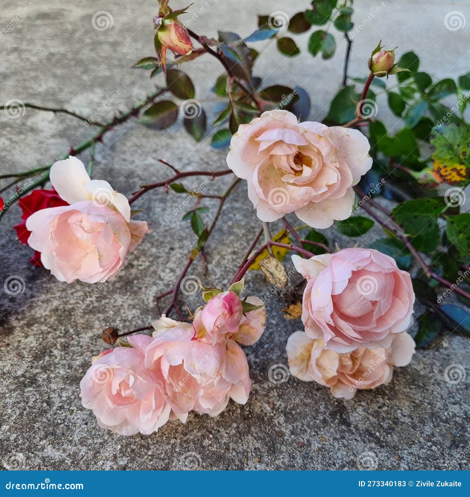 Last garden roses stock image. Image of homegrown, flowers 273340183