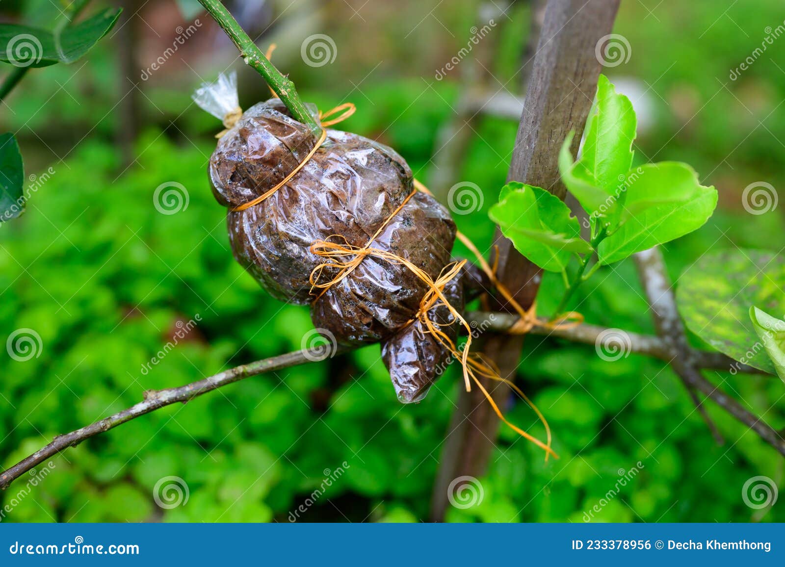 The Last Step in Grafting Lemons for Propagation Stock Photo - Image of  branch, development: 233378956