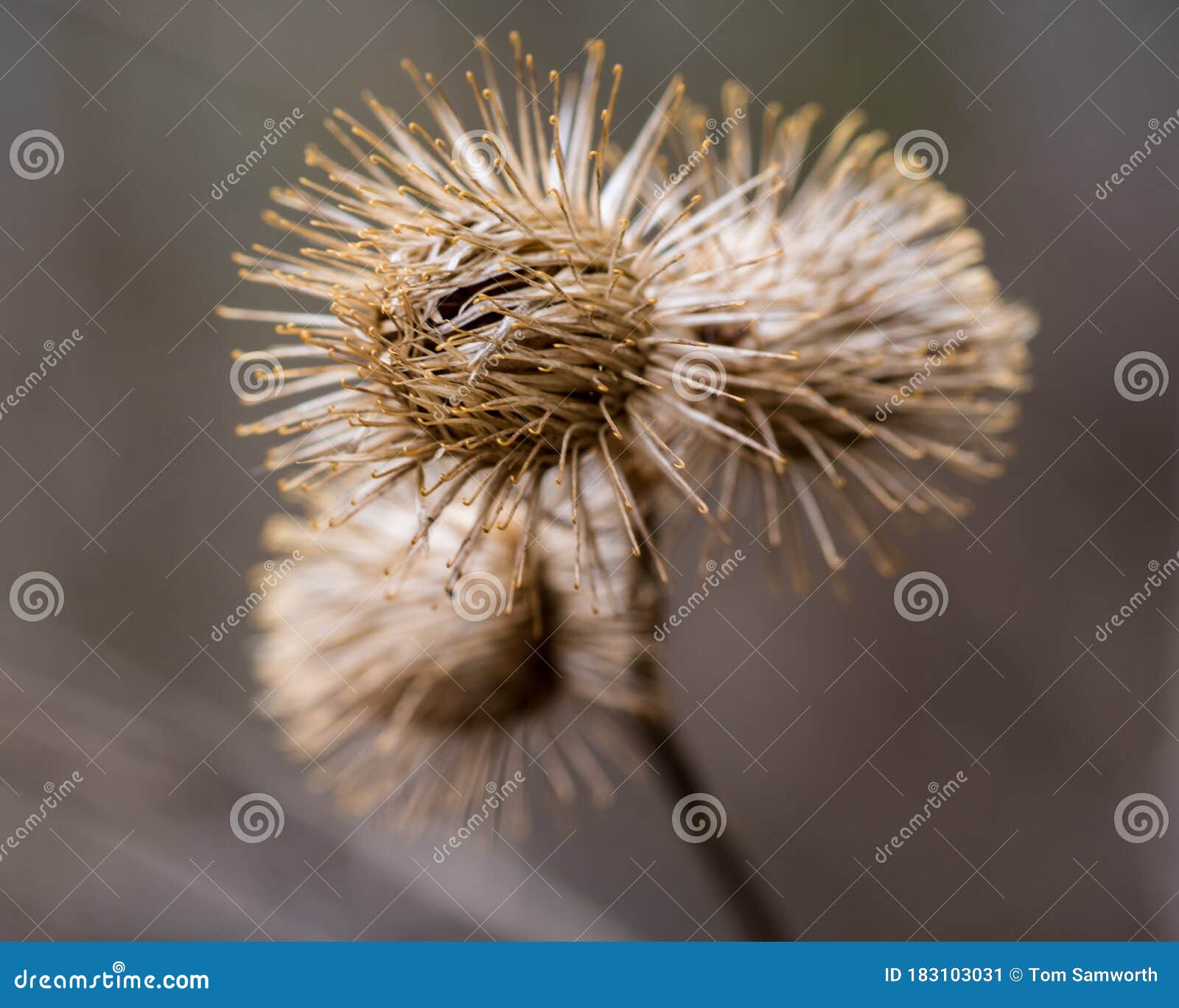 All 28+ Images spiky things that stick to your clothes Excellent All 28+ Images spiky things that stick to your clothes Excellent