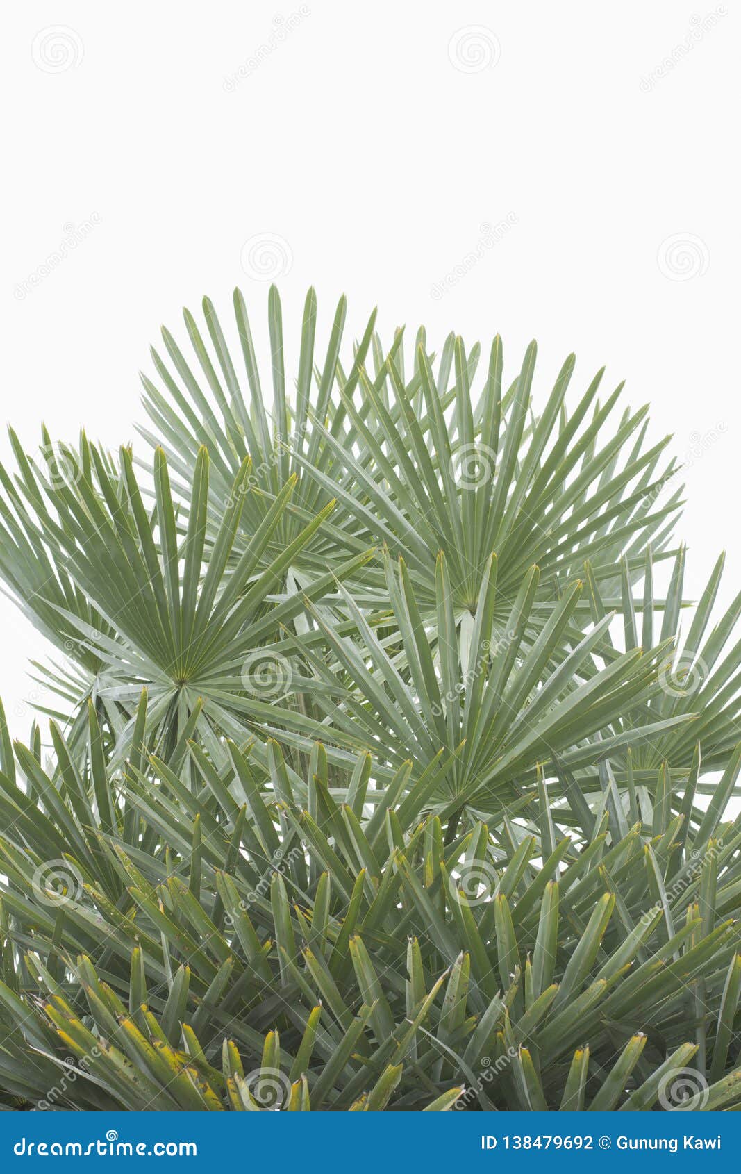 Latar Belakang Tropis Musim Panas Yang Hijau Dengan Daun Latar Belakang Tropis Musim Panas Yang Hijau Dengan Daun