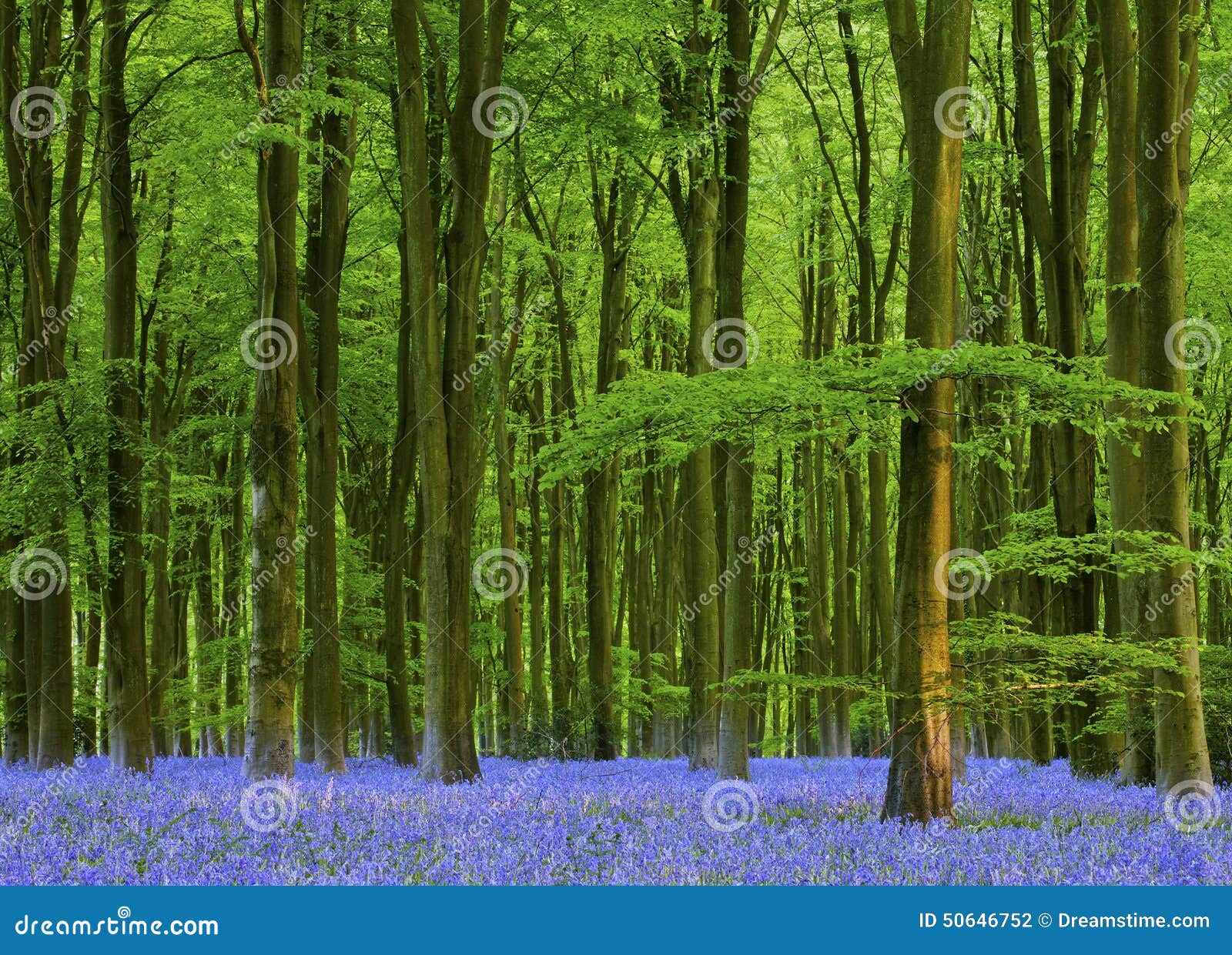 late afternoon in a beautiful bluebell wood