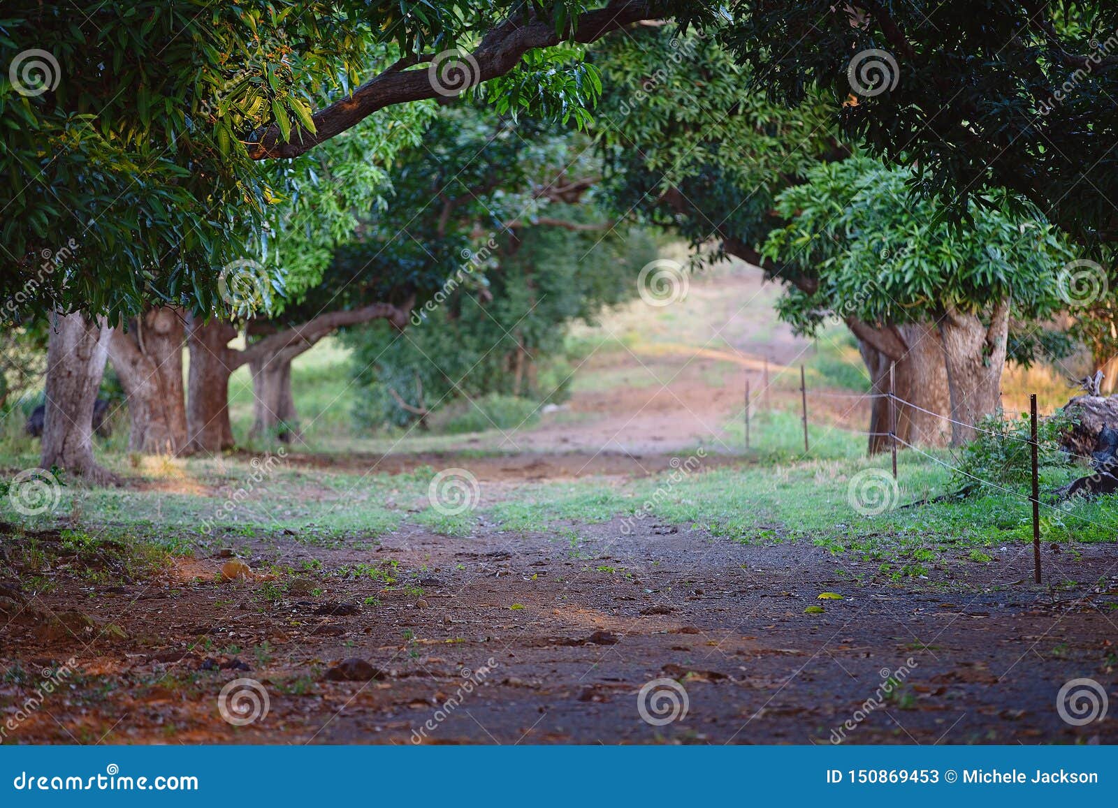 an arched avenue of old mango trees