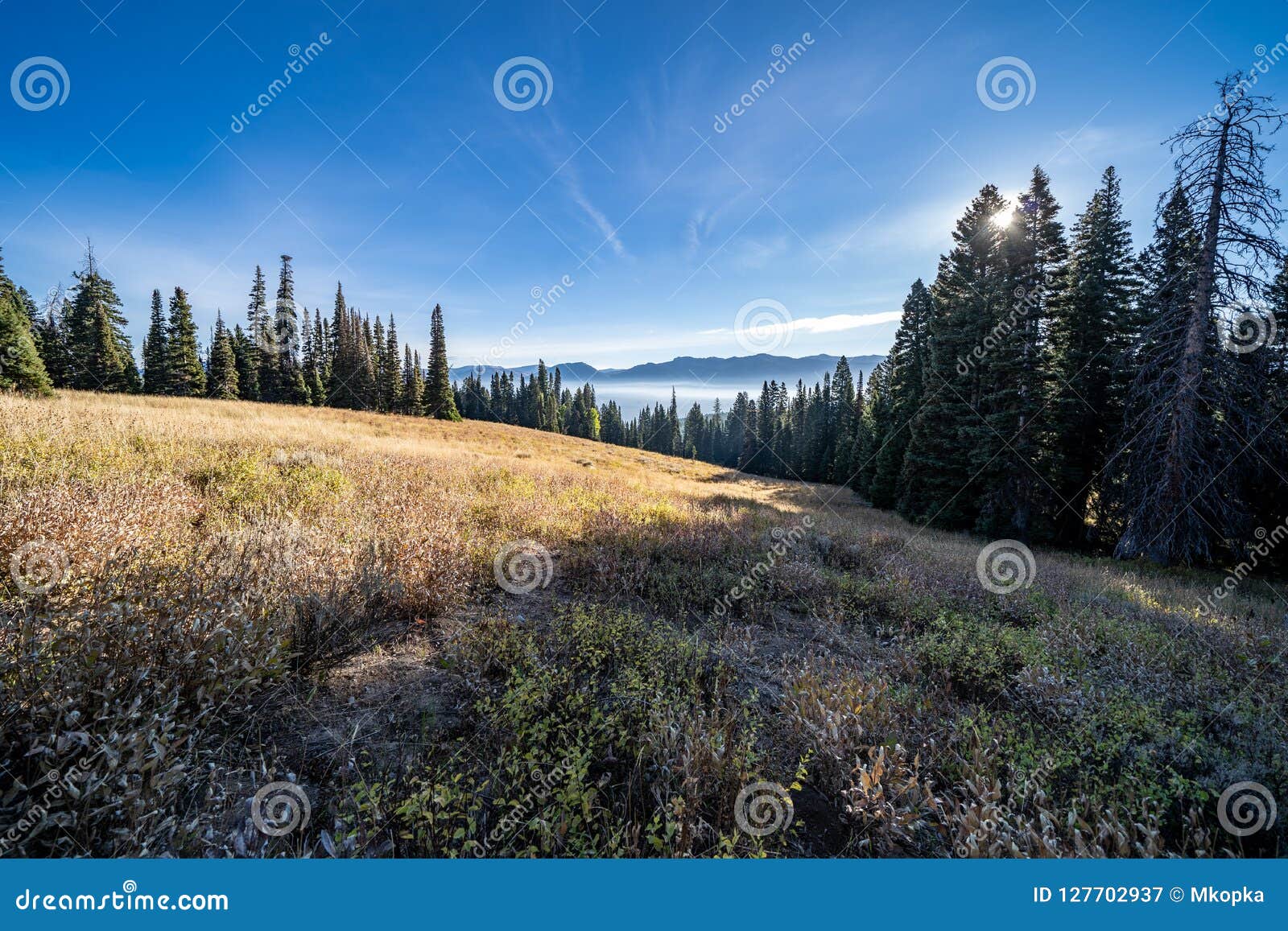 late afternoon sunshine in a meadow in wyoming`s bridger teton national forest