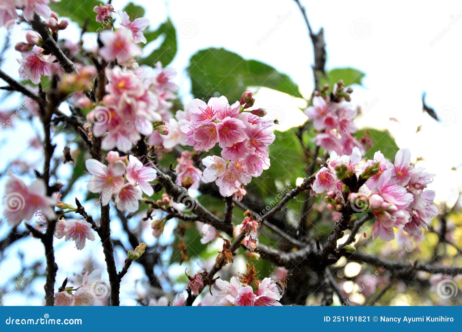 the delicate flowers of hill cherry