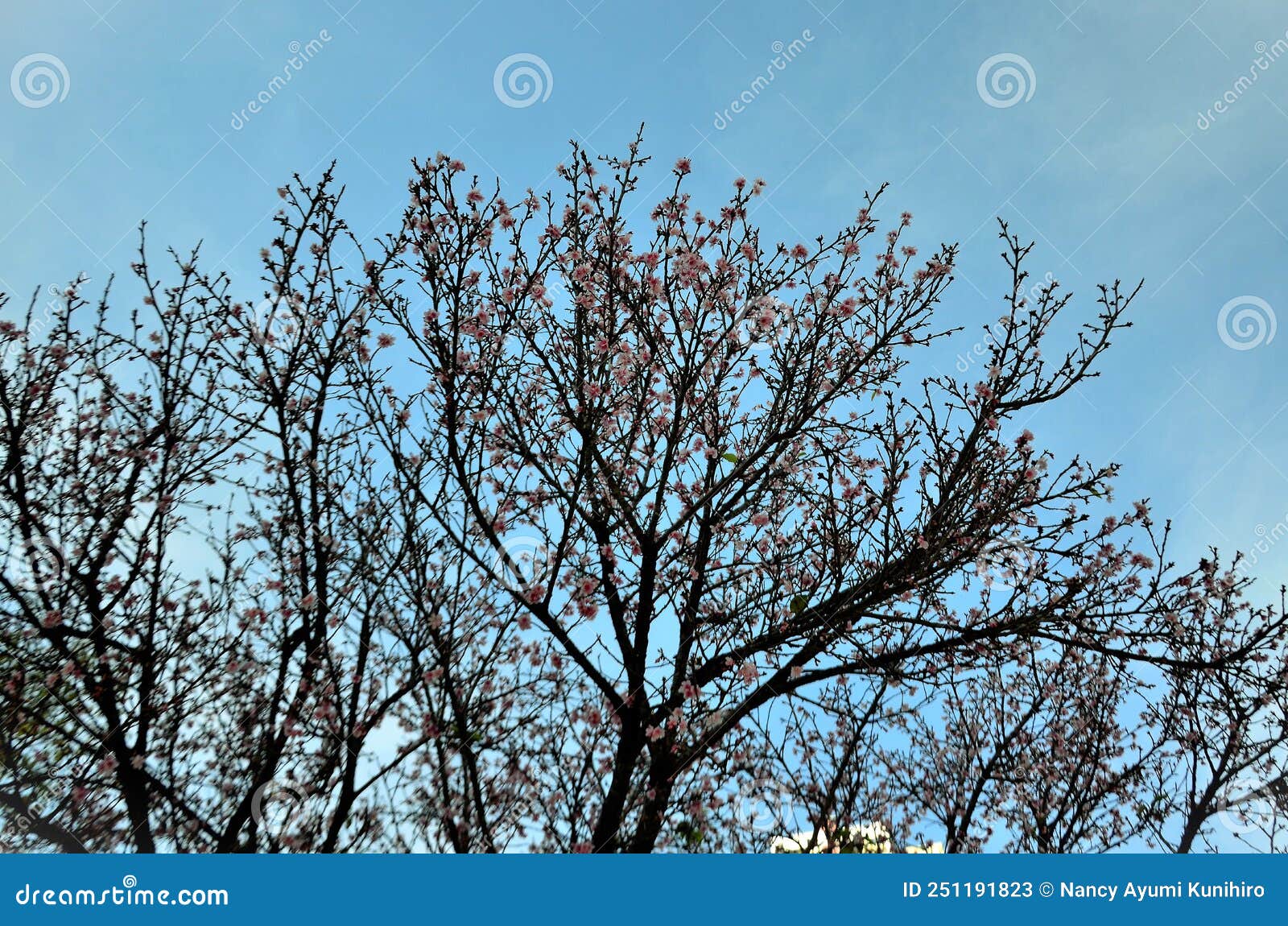 yamazakura cherry tree full of flowers