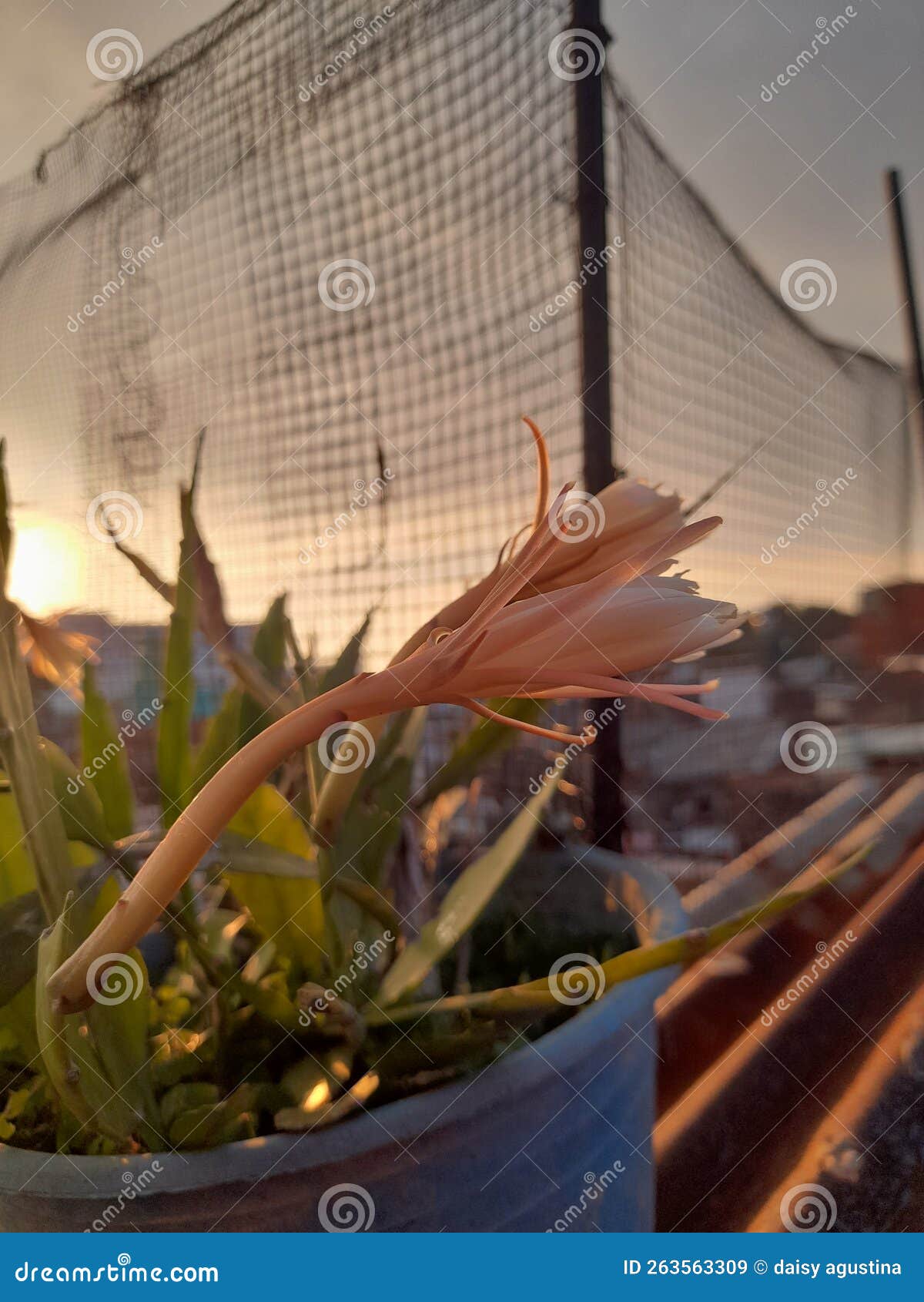 Late Blooming Flowers in December Stock Image Image of never