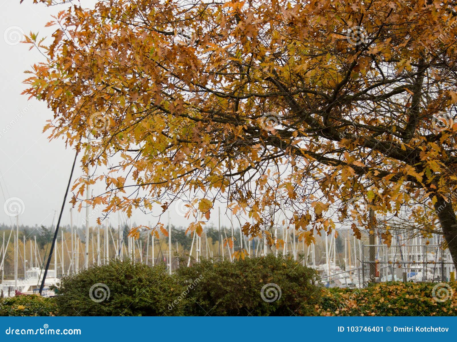 late fall at harbor seal marina, point roberts - 1
