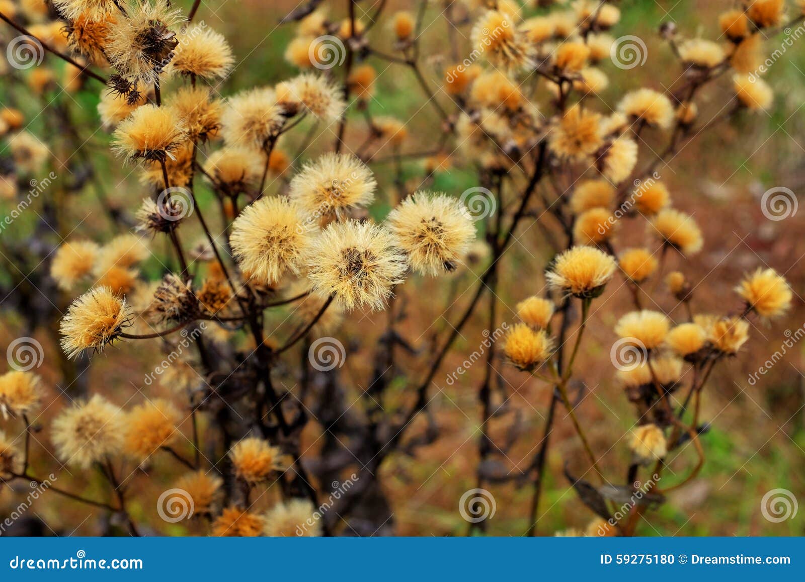 Late Fall Meadow Flowers stock photo. Image of autumn 59275180