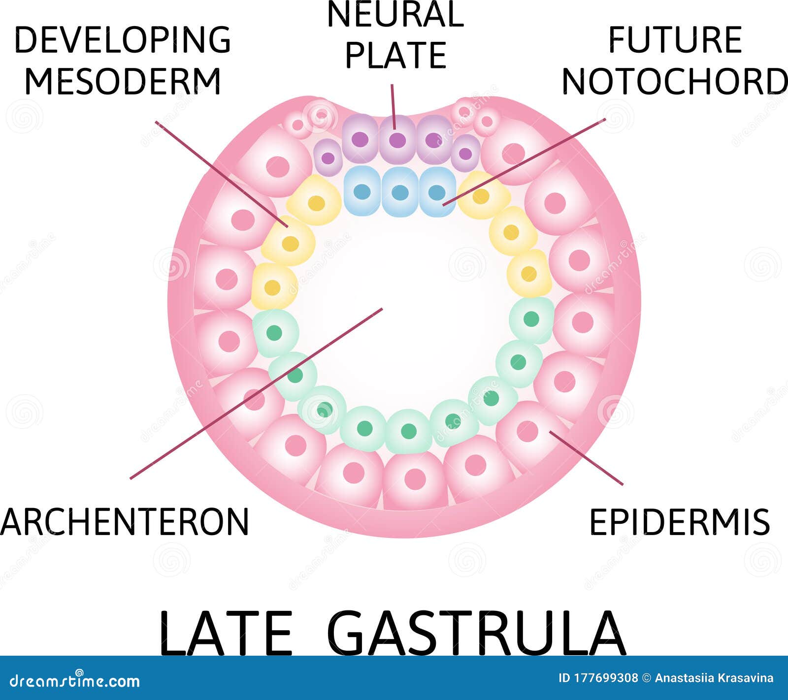 Endoderm Mesoderm And Ectoderm Vector Illustration Labeled Infographic Endoderm Mesoderm And Ectoderm Vector Illustration Labeled Infographic