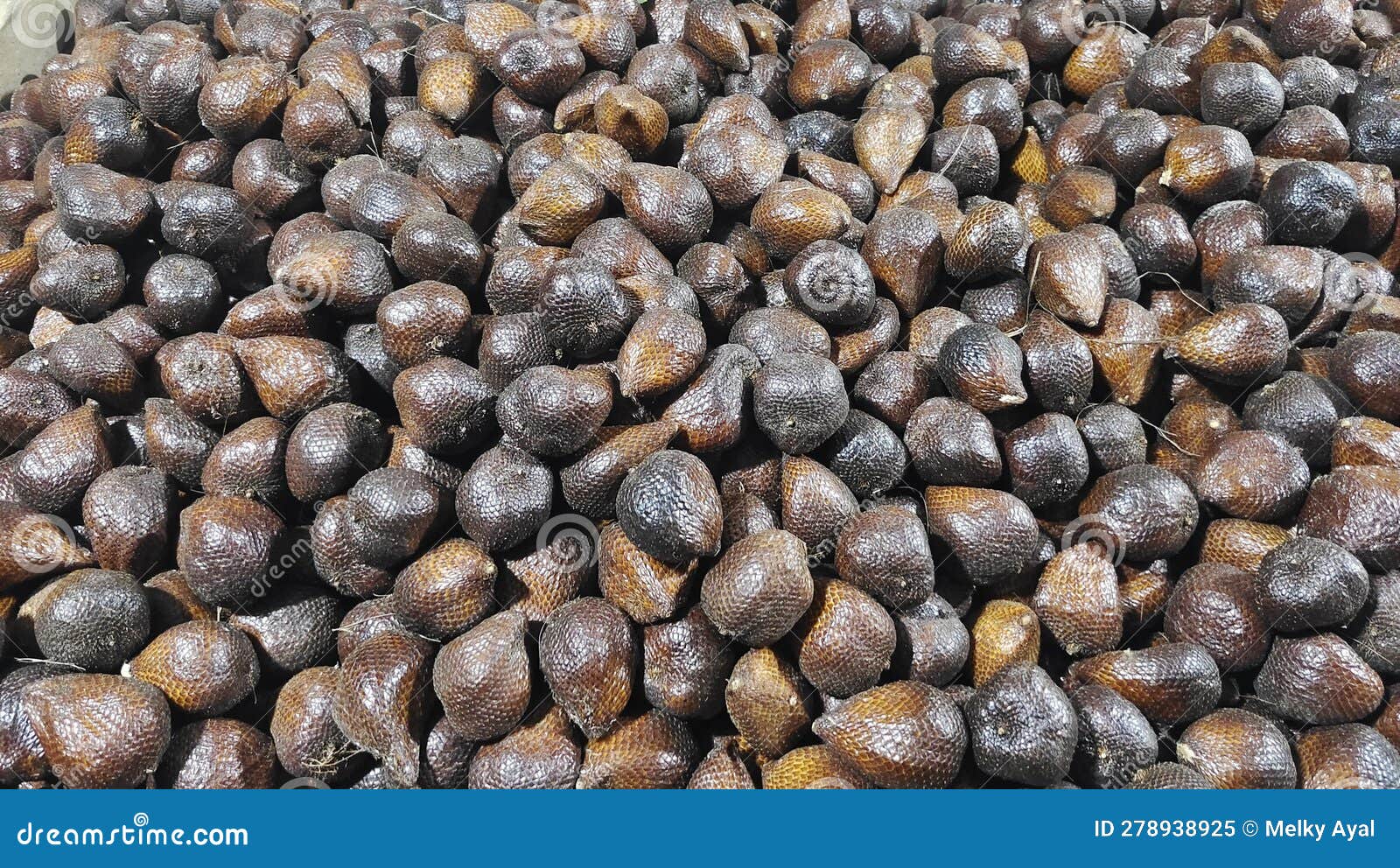 Late Night Snack the Snake Fruit Stock Image Image of late, night 278938925