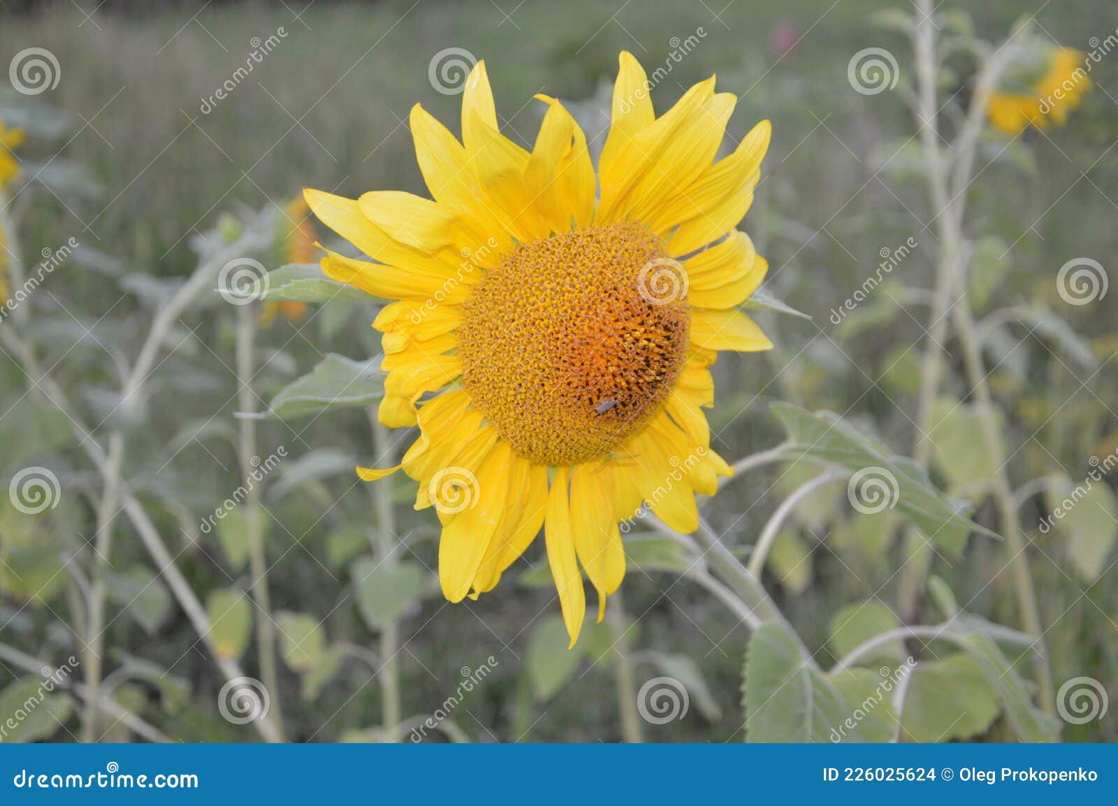 Late Sunflower Bent in the Evening in the Garden Stock Photo Image of