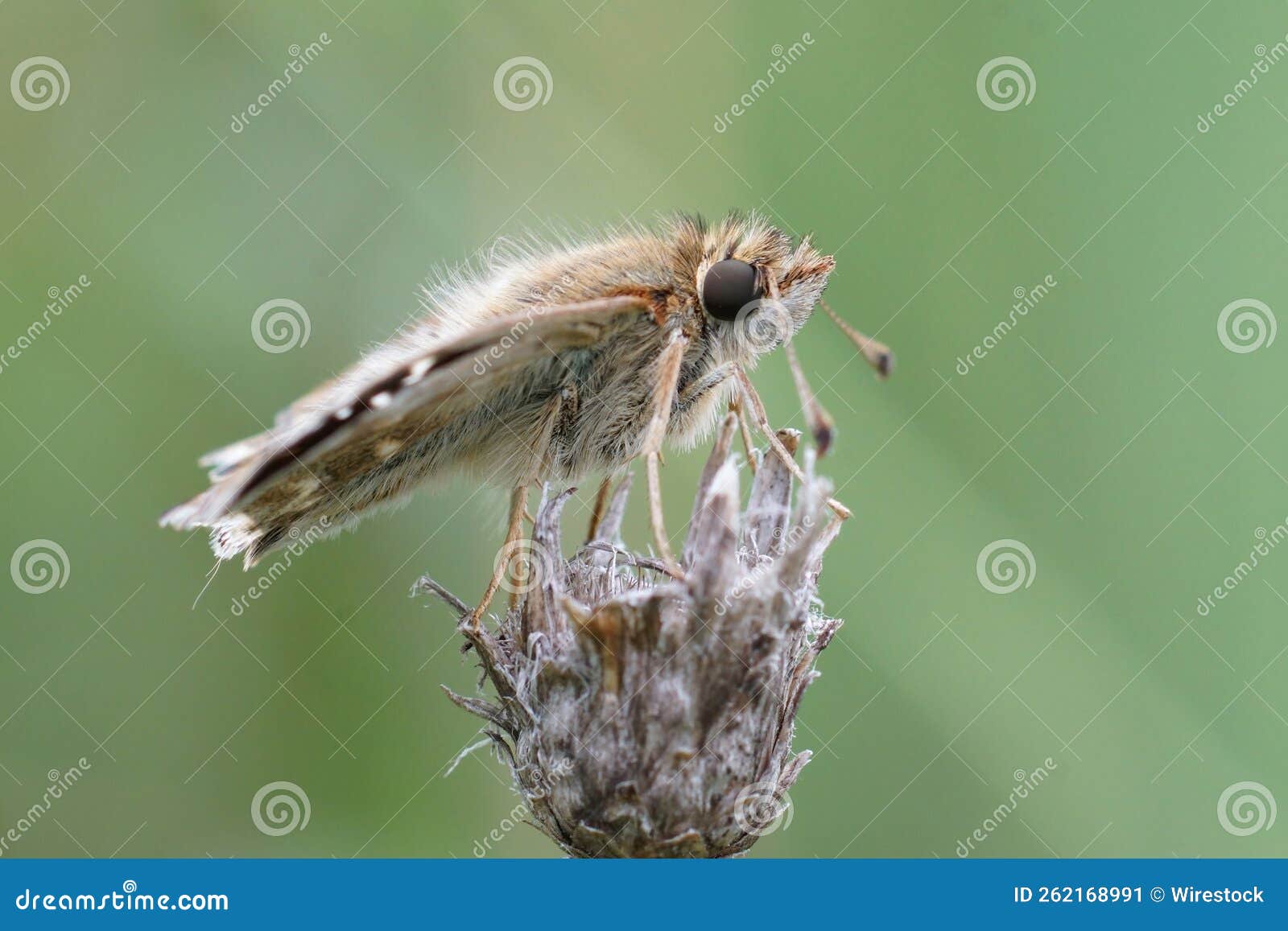 lateral close up of a mallow skipper, carcharodus alceae