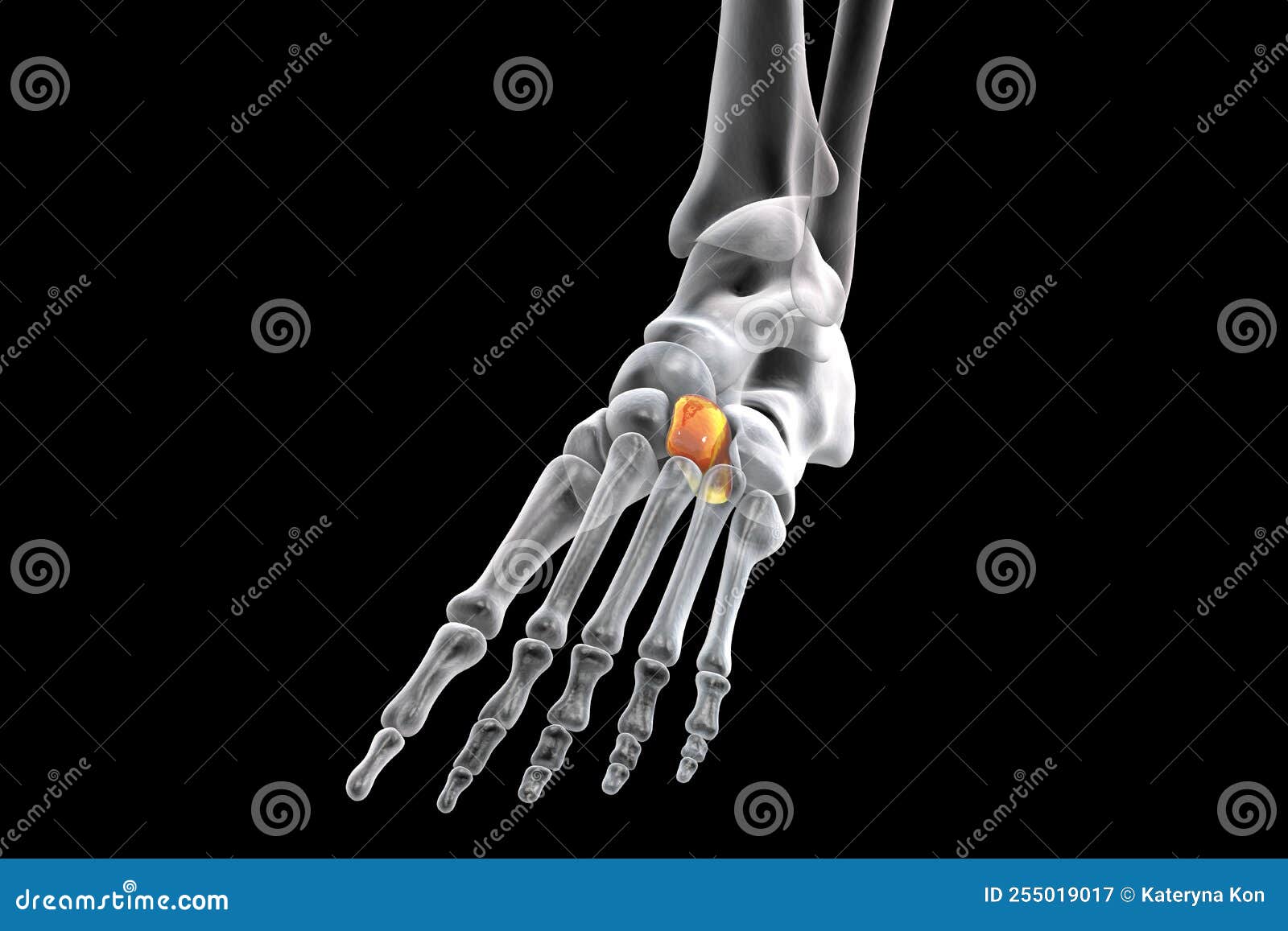 Intermediate Cuneiform Bone of the Foot, 3D Illustration Stock