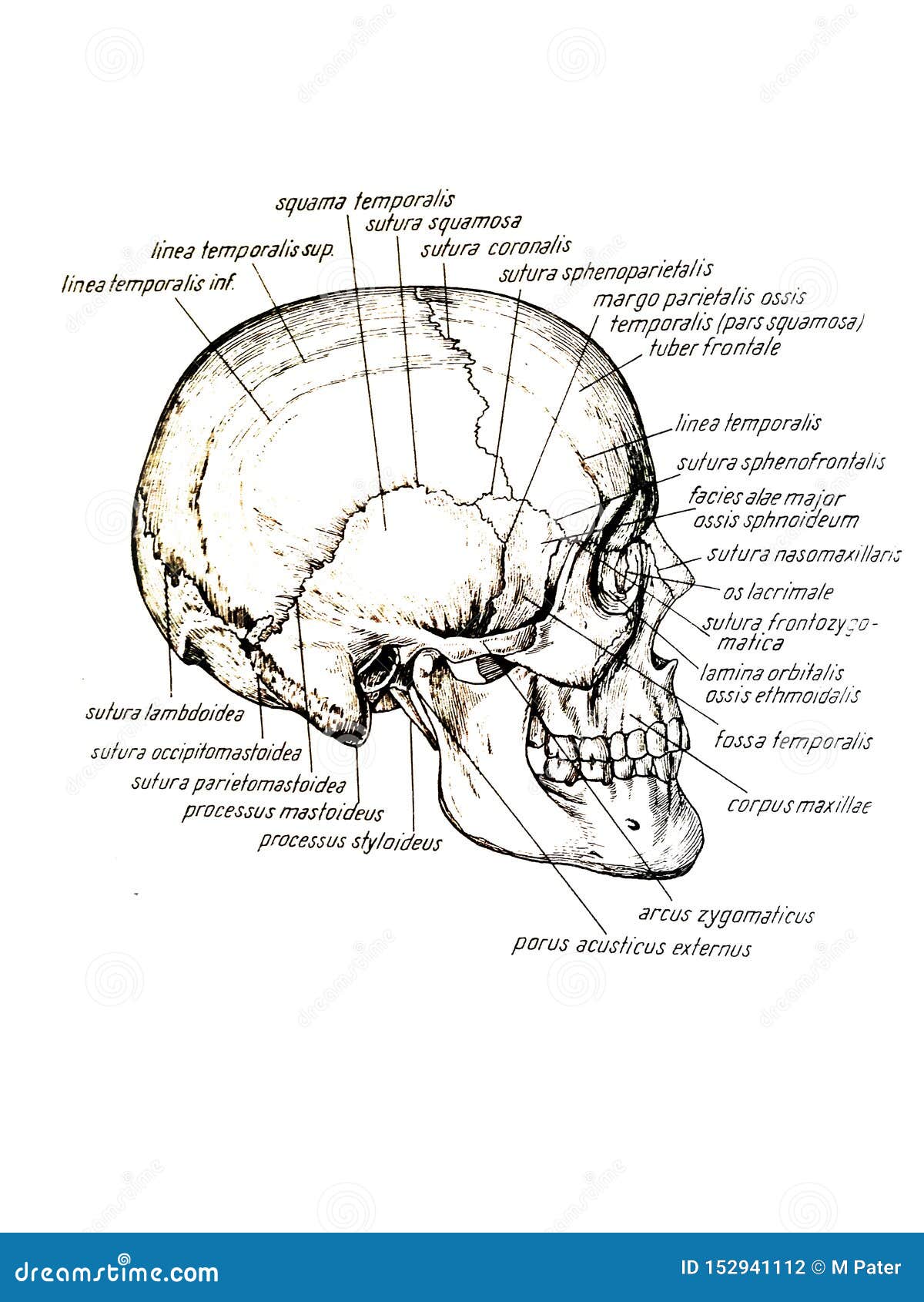 Peculiar Powerful nothing Lateral View of Skull and Skull Bones Names Stock Illustration -  Illustration of medical, member: 152941112