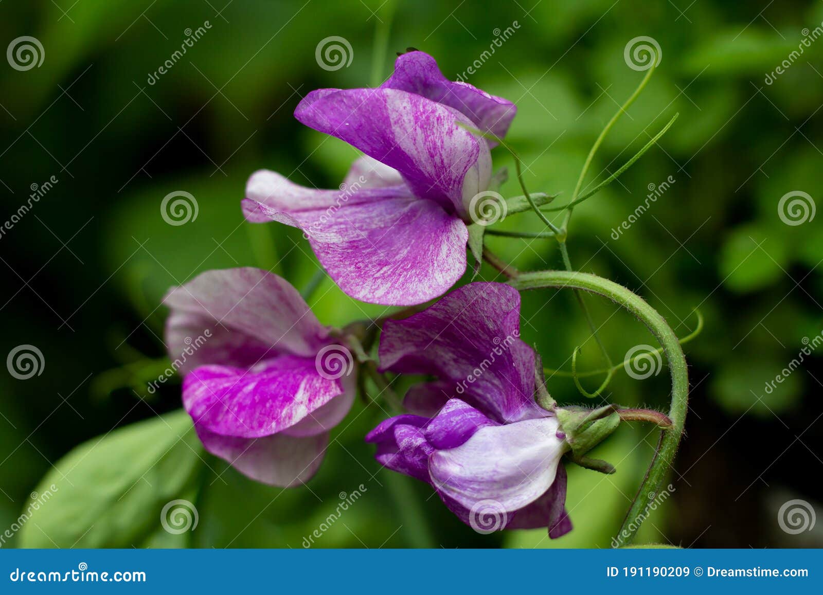 Lathyrus Odoratus Flores De Guisantes Dulces De Color Púrpura Y Blanco Imagen de archivo - Imagen de guisante, hermoso: 191190209 Lathyrus Odoratus Flores De Guisantes Dulces De Color Púrpura Y Blanco Imagen de archivo - Imagen de guisante, hermoso: 191190209