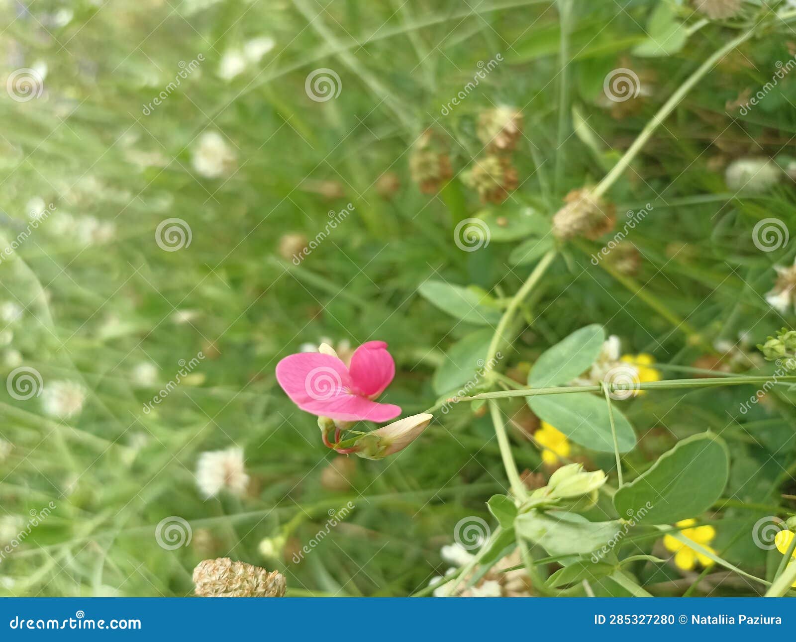 lathyrus tuberosus (also known as the tuberous pea, tuberous vetchling, earthnut pea, aardaker, or tine-tare)