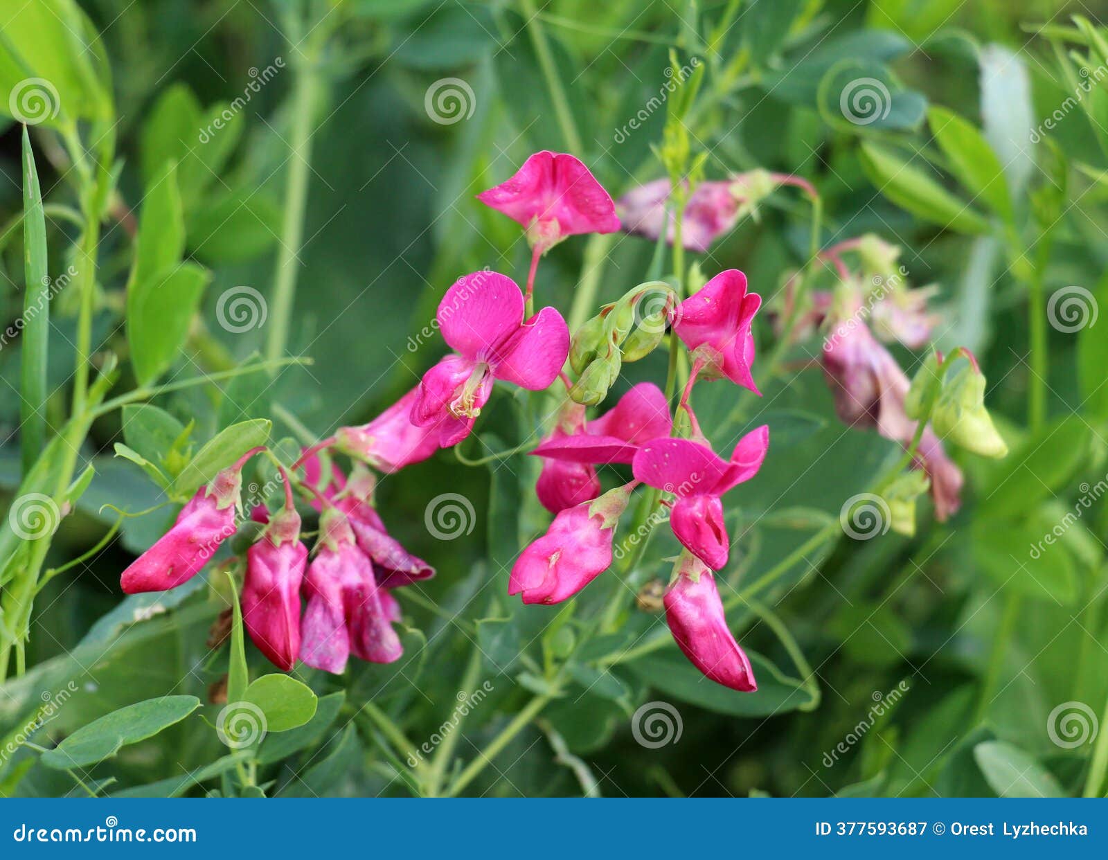 ボタニカ キャニスター / Lathyrus tuberosus ボタニカ キャニスター