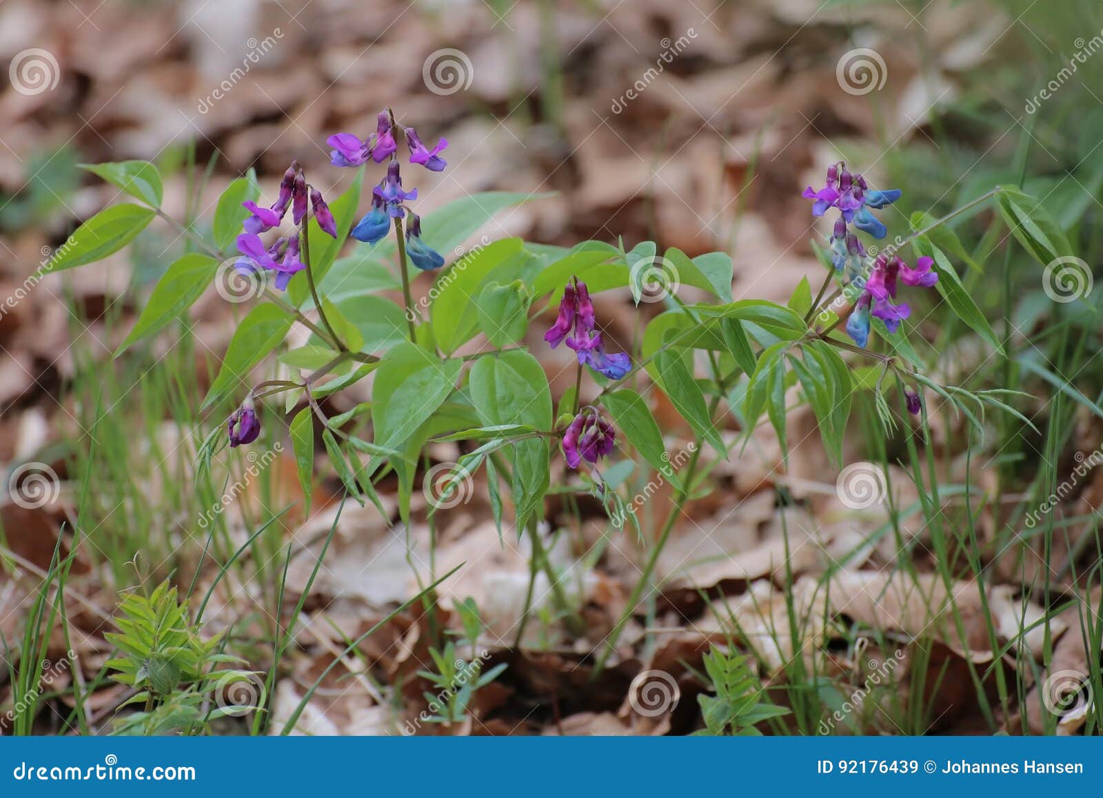 Lathyrus Vernus Fruhlingsplatterbse Fruhlingserbse Oder Fruhlingswicke Stockbild Bild Von Fruhlingsplatterbse Lathyrus 92176439