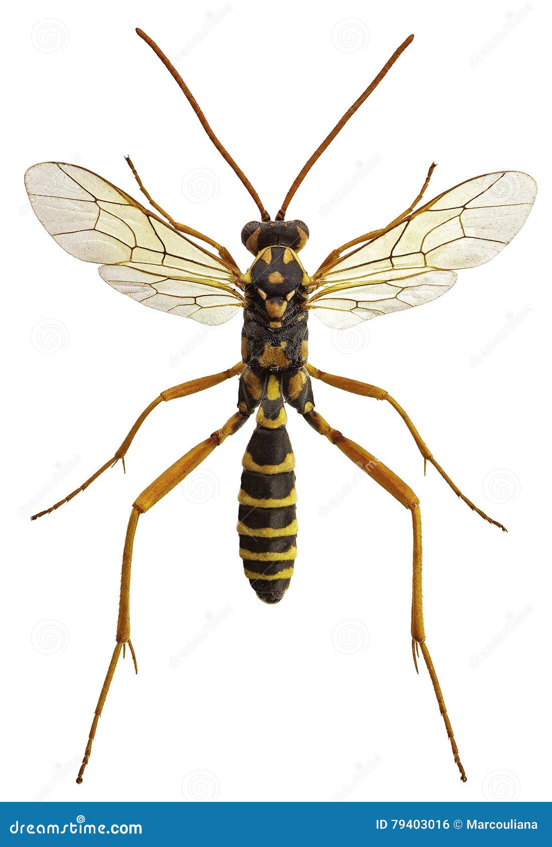 latibulus argiolus, a parasitoid ichneumonid wasp