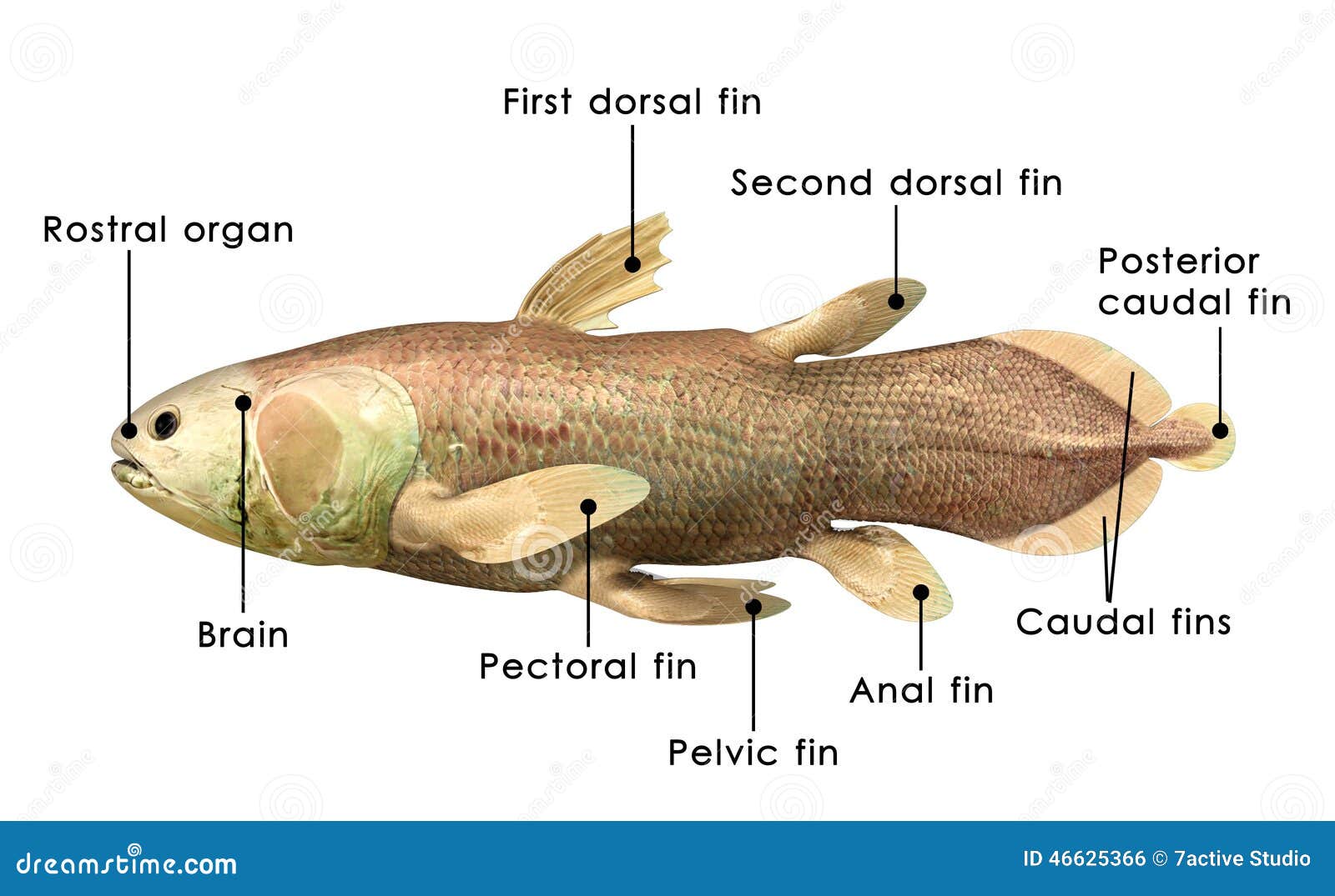 Latimeria Chalumnae απεικόνιση αποθεμάτων. εικονογραφία από wildlife