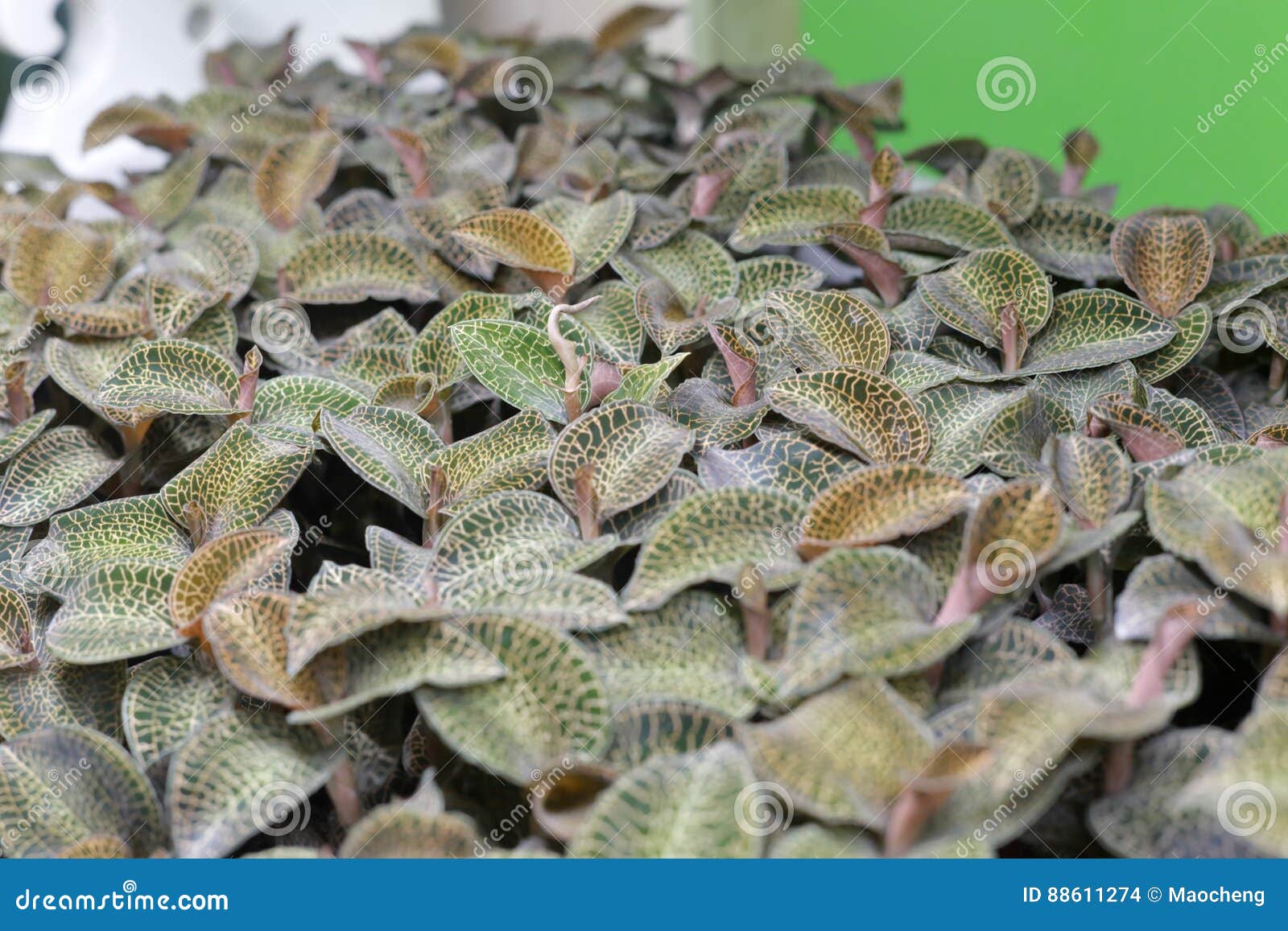 latin name of jinxianlian is anoectochilus roxburghii wall. lindl