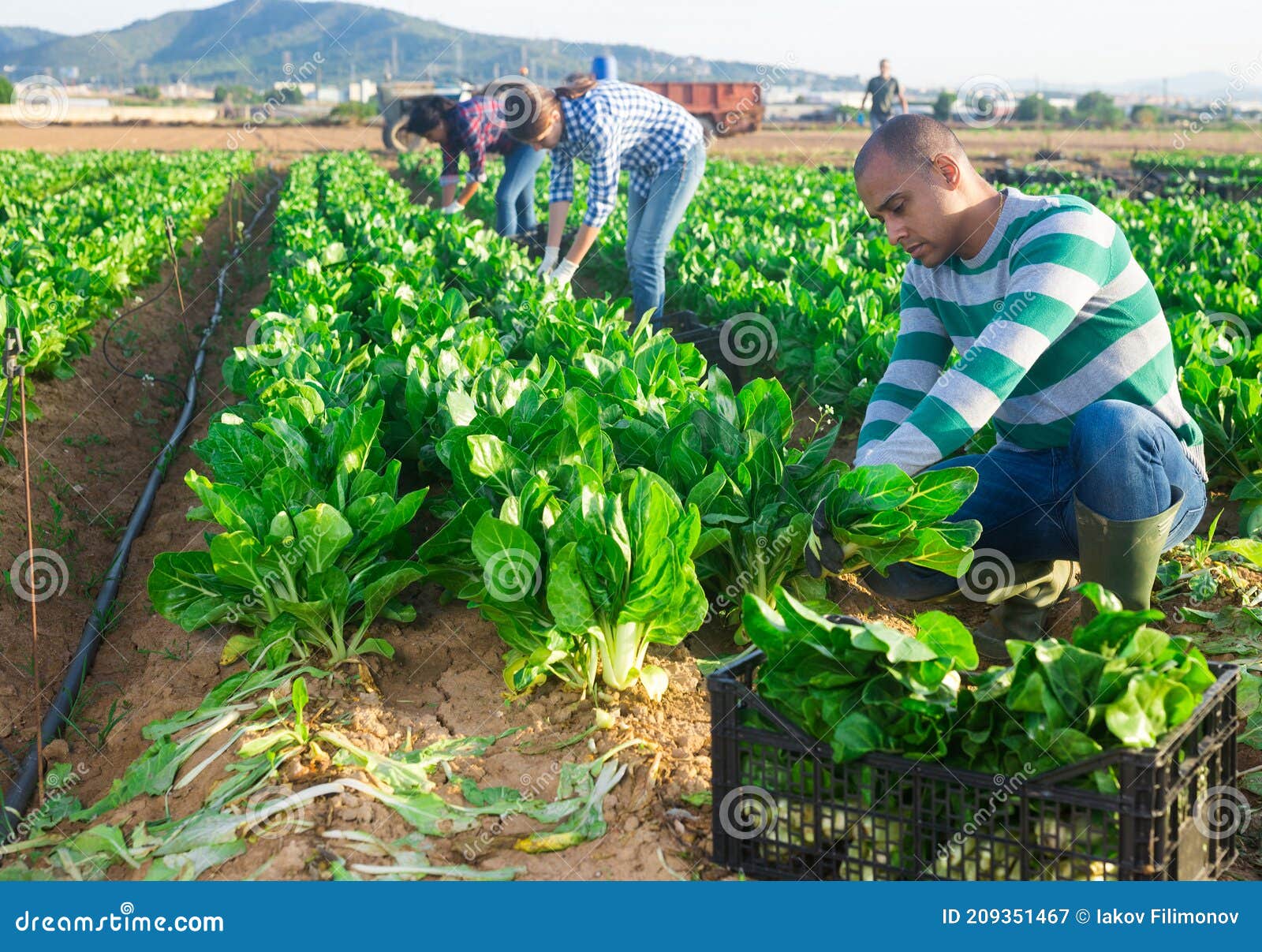 Latino Male Farmer Picking Chard on Field Stock Image Image of farmer