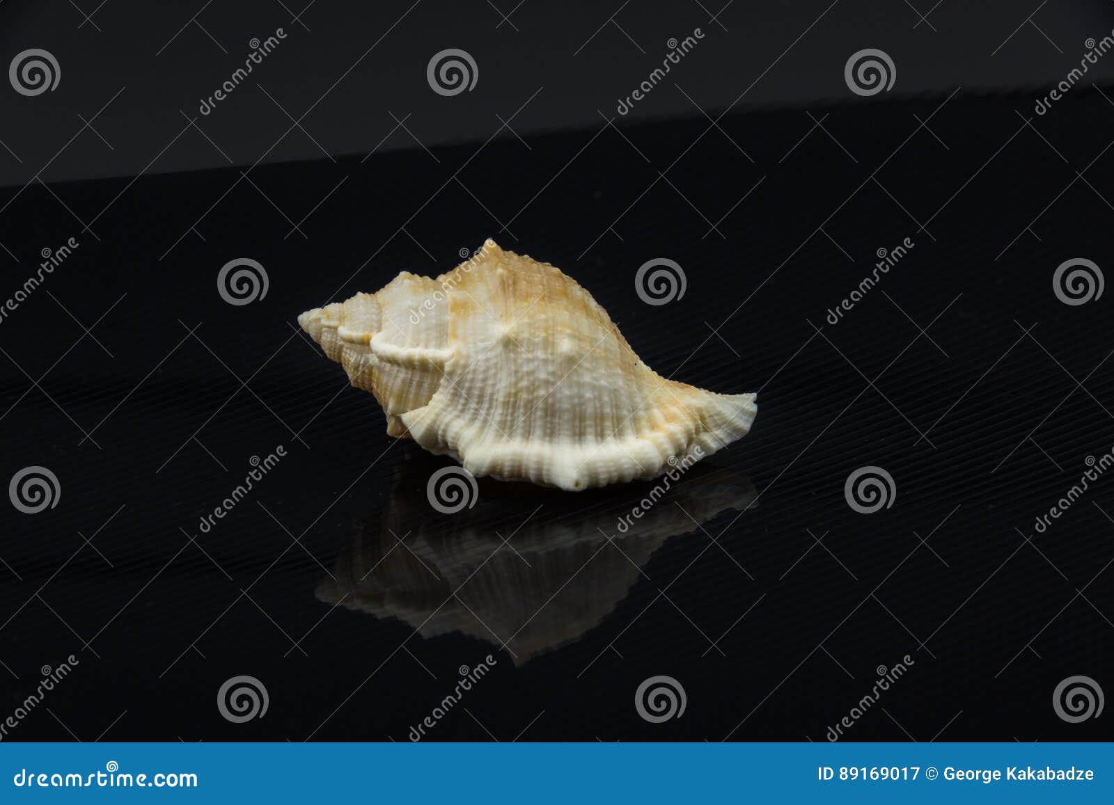 latirus polygonus beautiful sea shell on a black background