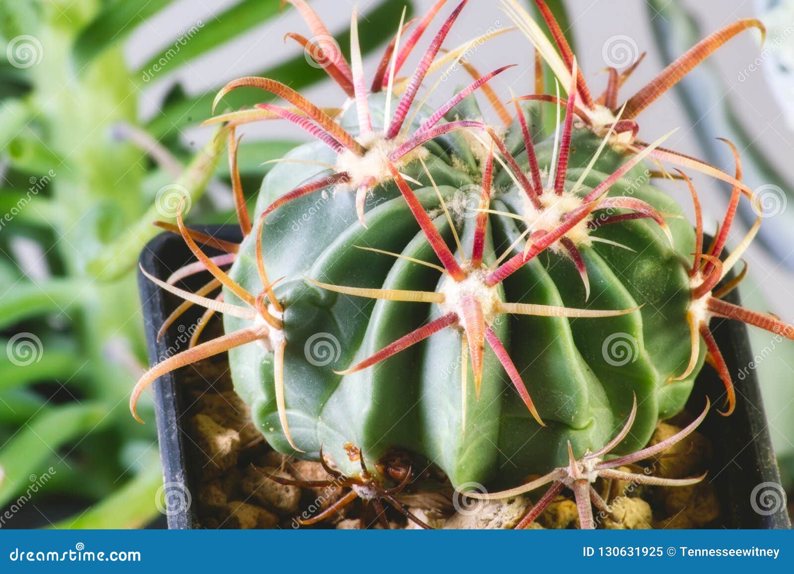 Latispinus Do Ferocactus - Uma Espécie De Cacto De Tambor Imagem de Stock -  Imagem de detalhe, mini: 130631925