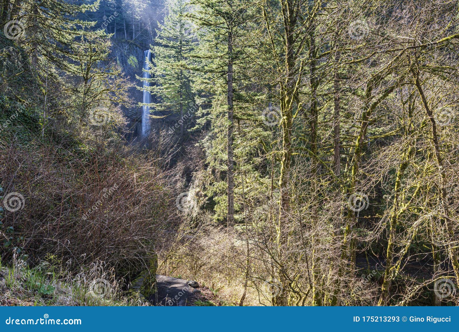 Latourell Falls And Landscape Oregon Stock Image Image Of State