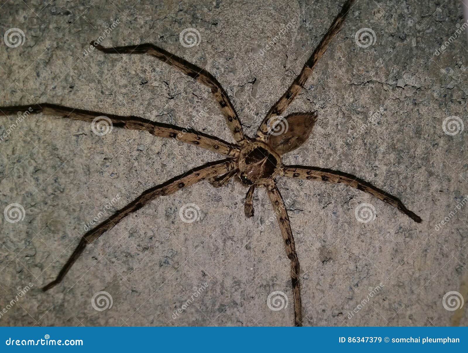 latrodectus geometricus theridiidae animalia arthropoda