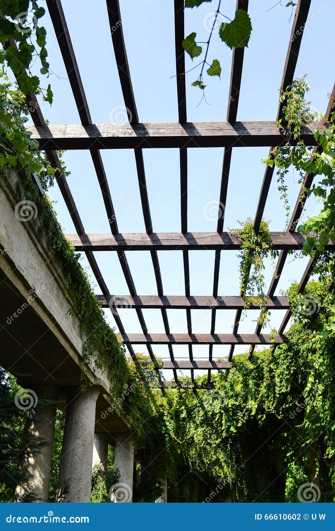 lattice ceiling in the gallery with ivy