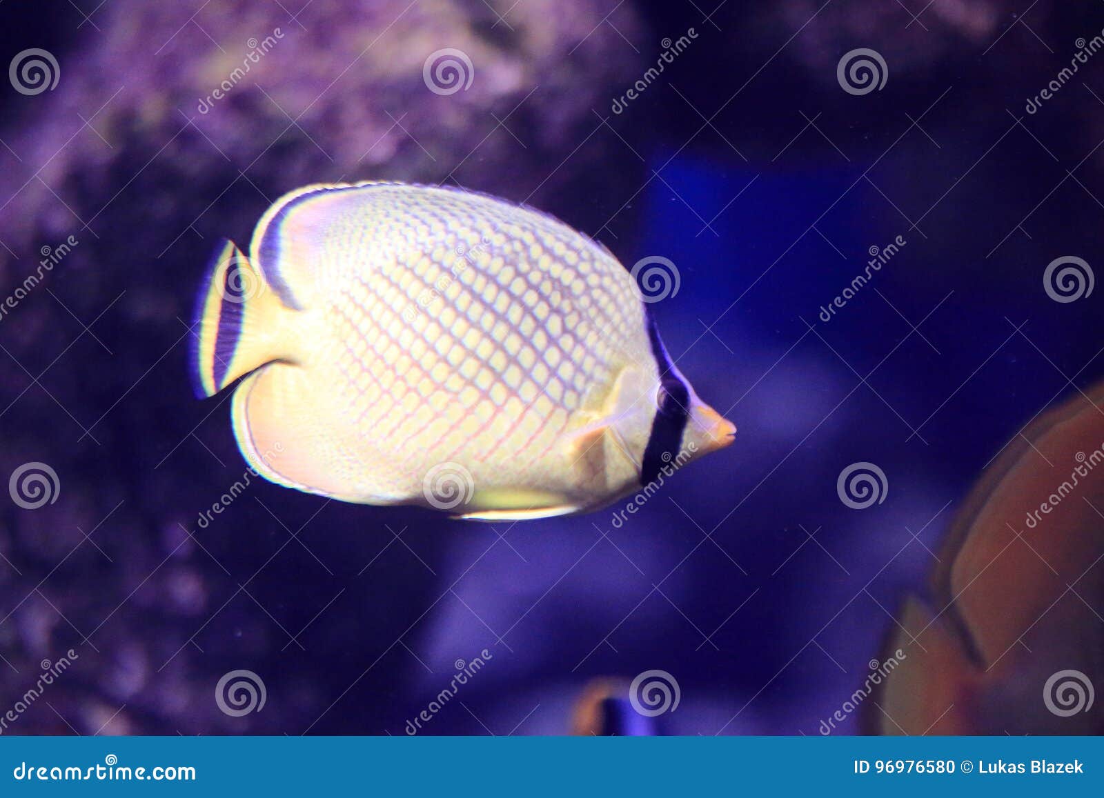 latticed butterflyfish