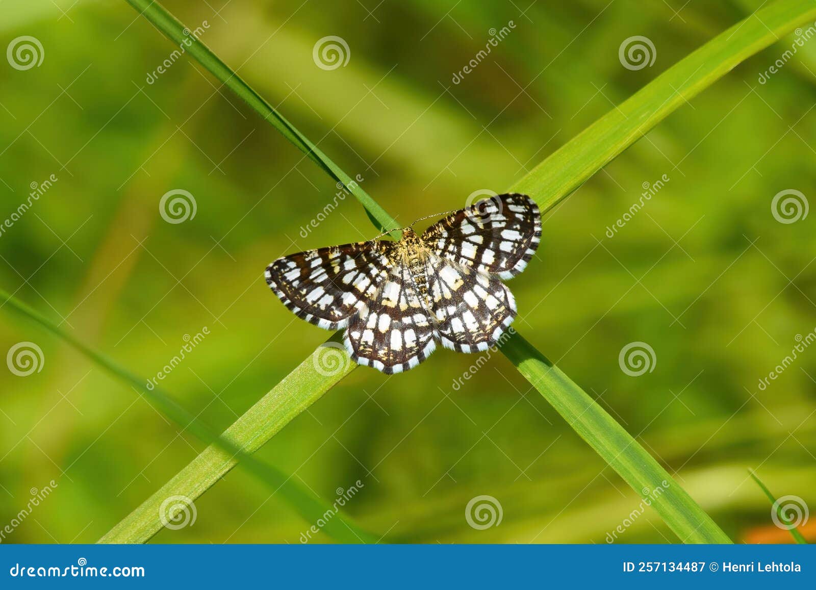 latticed heath (chiasmia clathrata) on a blade of grass.
