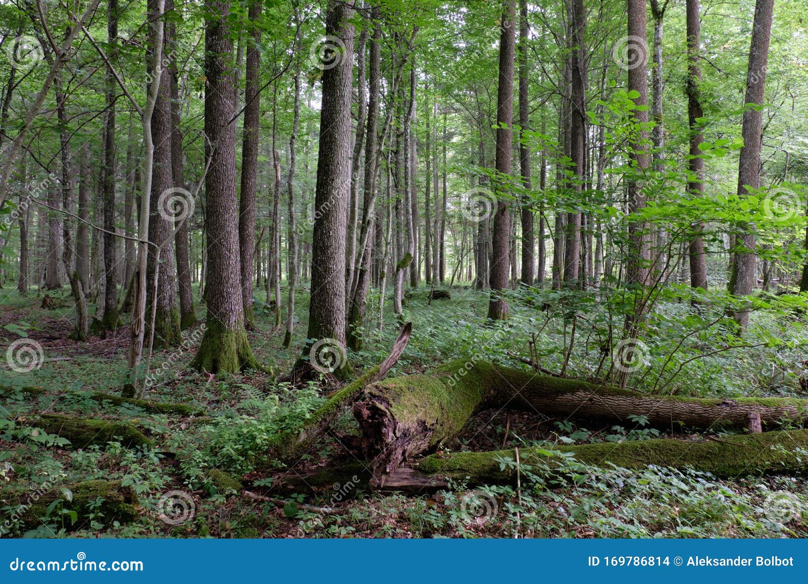 Laubbaumständer. Laubenholzstand im Sommer mit Aschenbaum im Vordergrund, Bialowieza-Wald, Polen, Europa